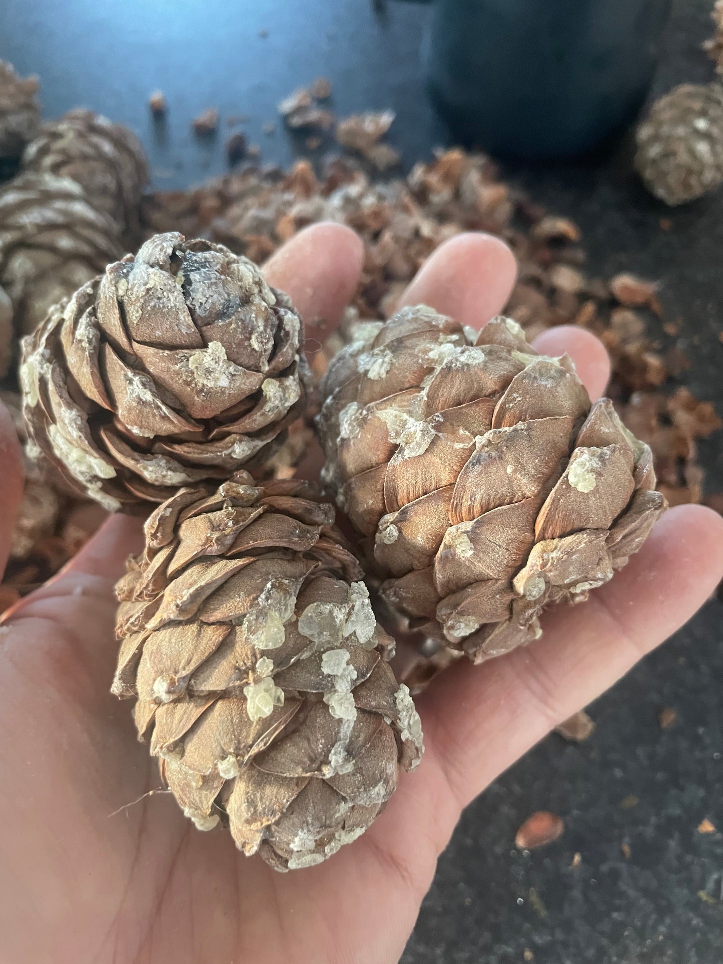 Graines de Pinus sibirica (Pinus sibirica) - 15+ graines