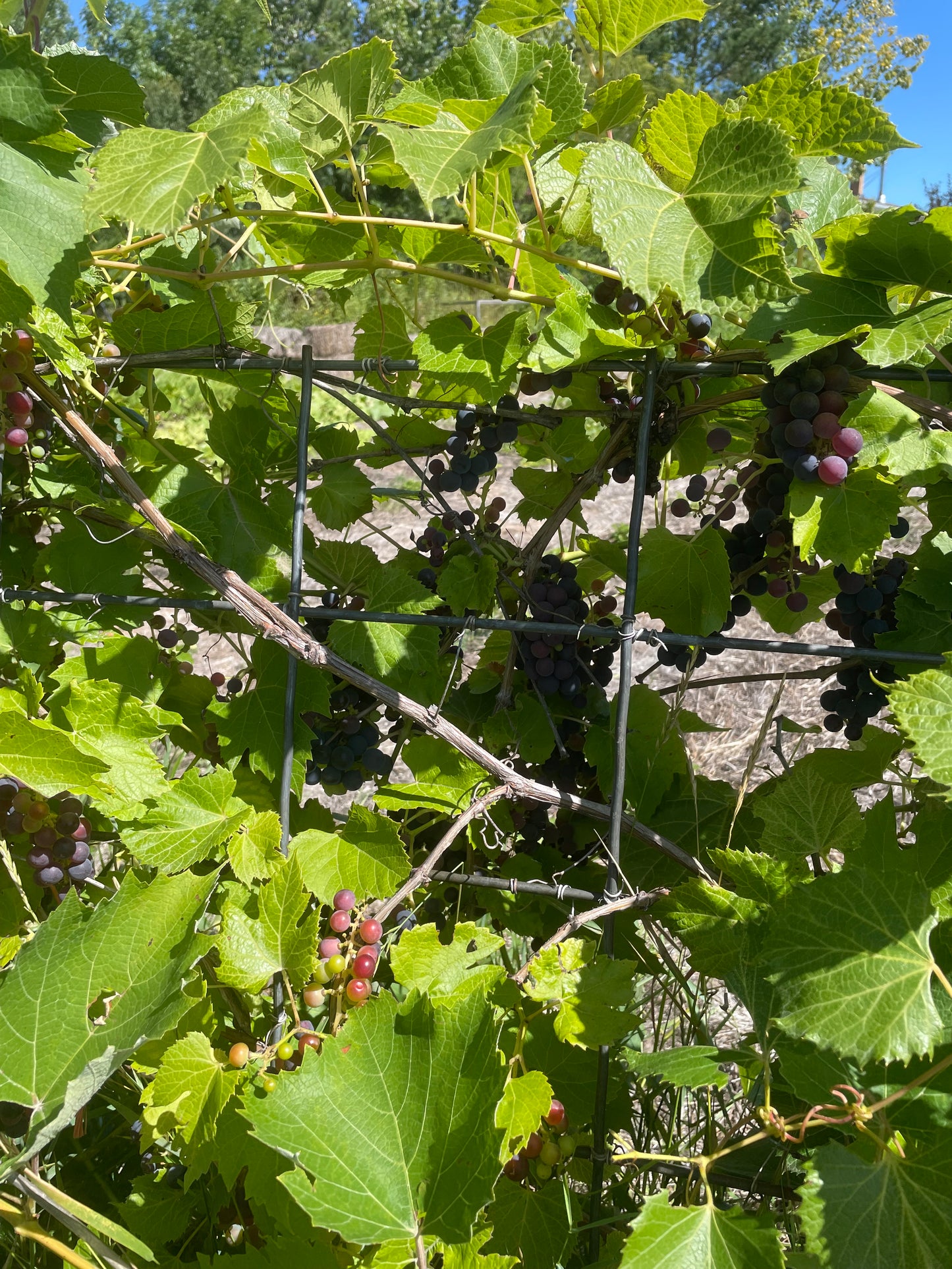 Raisin Valiant (Vitis riparia x Vitis labrusca 'Valiant')