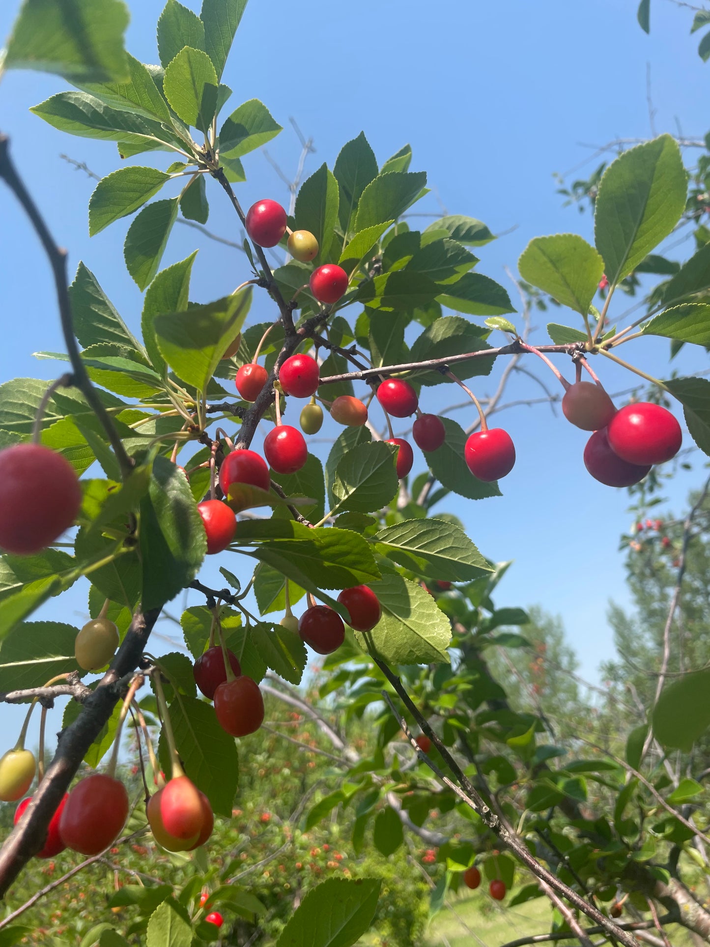 Evans Cherry Seeds (Prunus cerasus) - Cold Hardy Cherry Tree - (Zone 3) - 12 Seeds