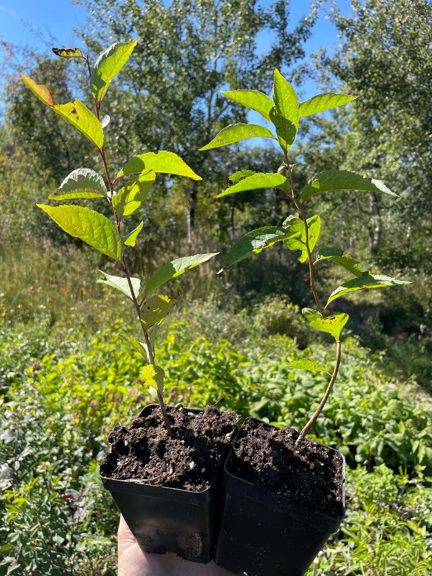 Jeunes plants de pruniers (Prunus sp.) - Zone 3