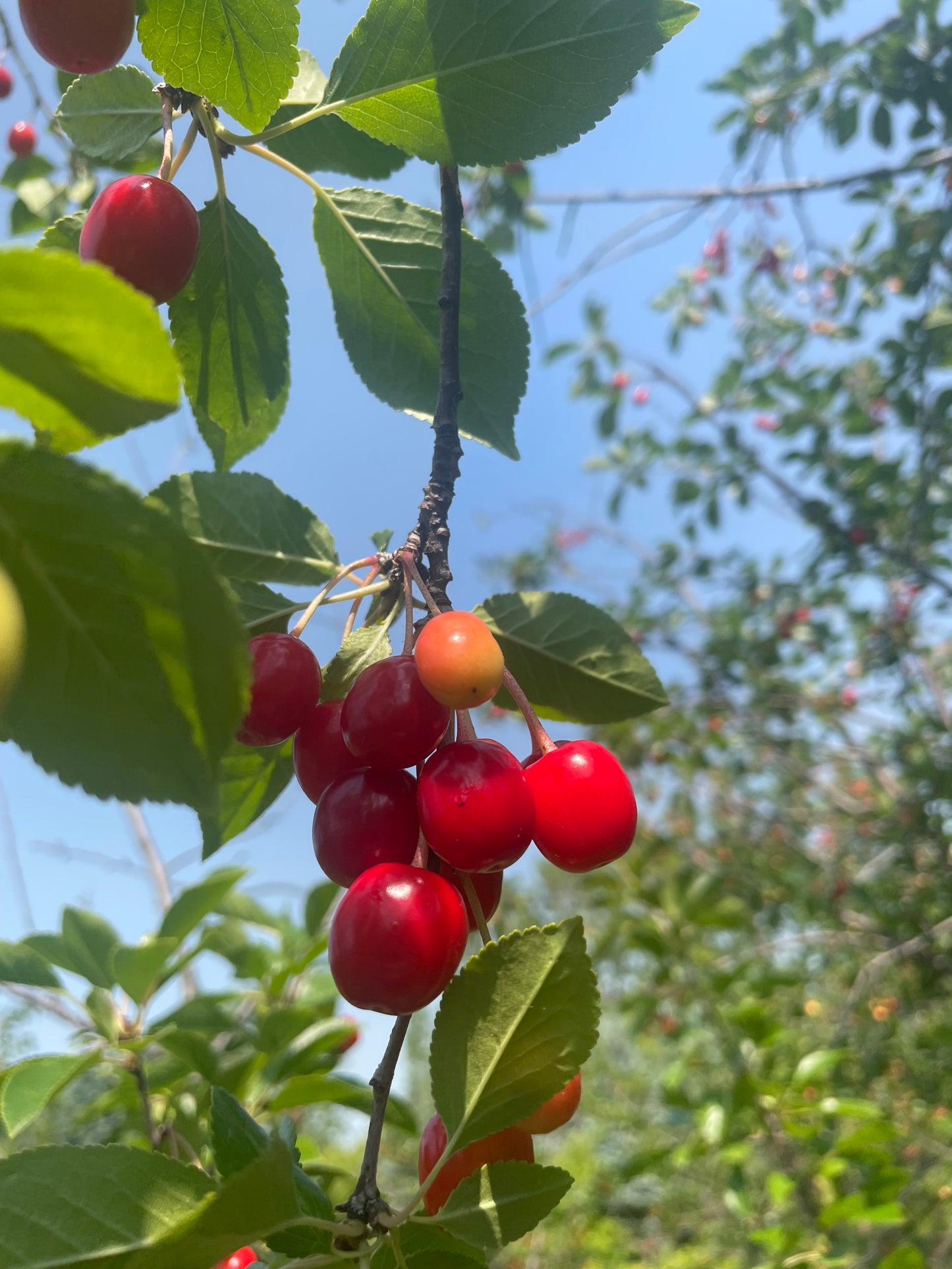 Evans Cherry Seeds (Prunus cerasus) - Cold Hardy Cherry Tree - (Zone 3) - 12 Seeds