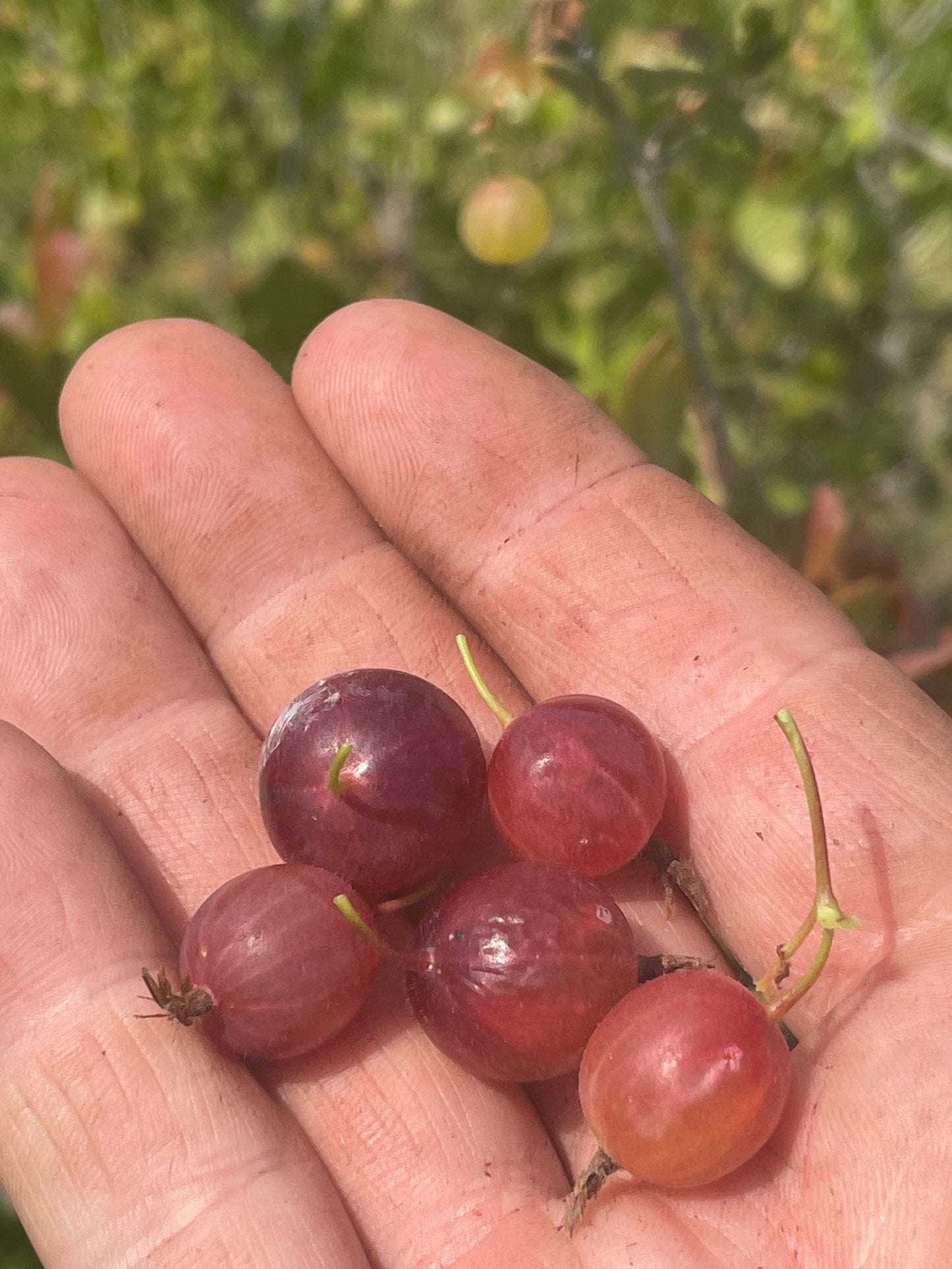 Grosella espinosa (Ribes sp.) - Planta perenne - Arbusto de bayas - Zona 3 - Más de 50 semillas