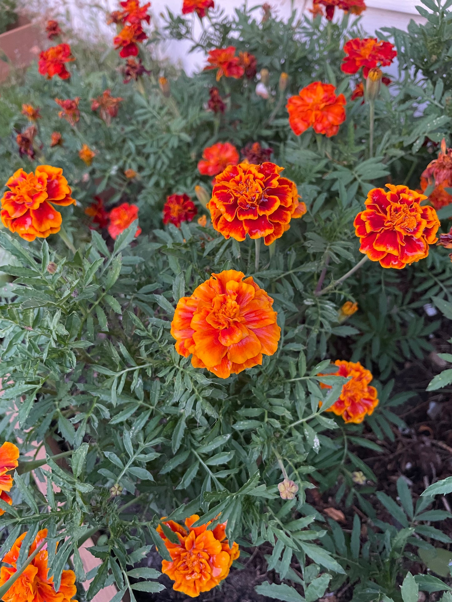 Graines de souci - (Tagetes spp.) - 100+ graines
