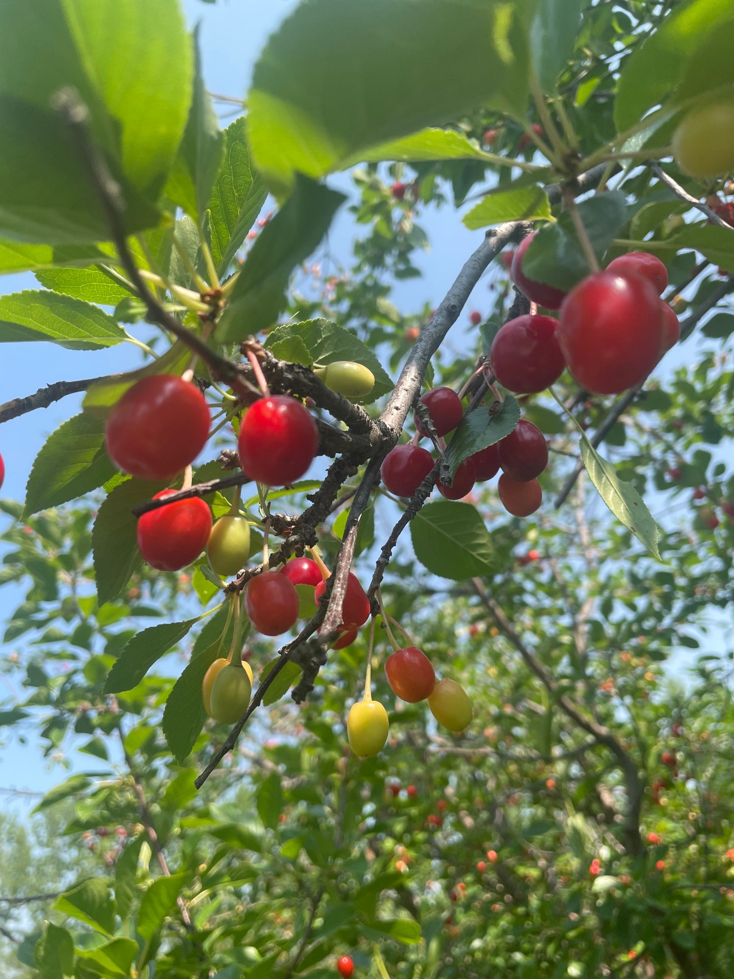 Evans Cherry Seeds (Prunus cerasus) - Cold Hardy Cherry Tree - (Zone 3) - 12 Seeds