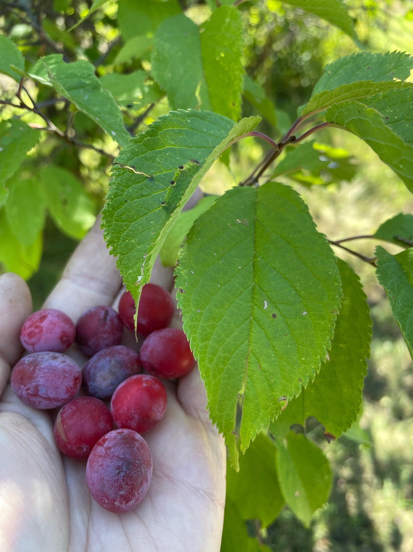 American Wild Plum Seeds (Prunus americana) - Zone 3 - 15 Seeds
