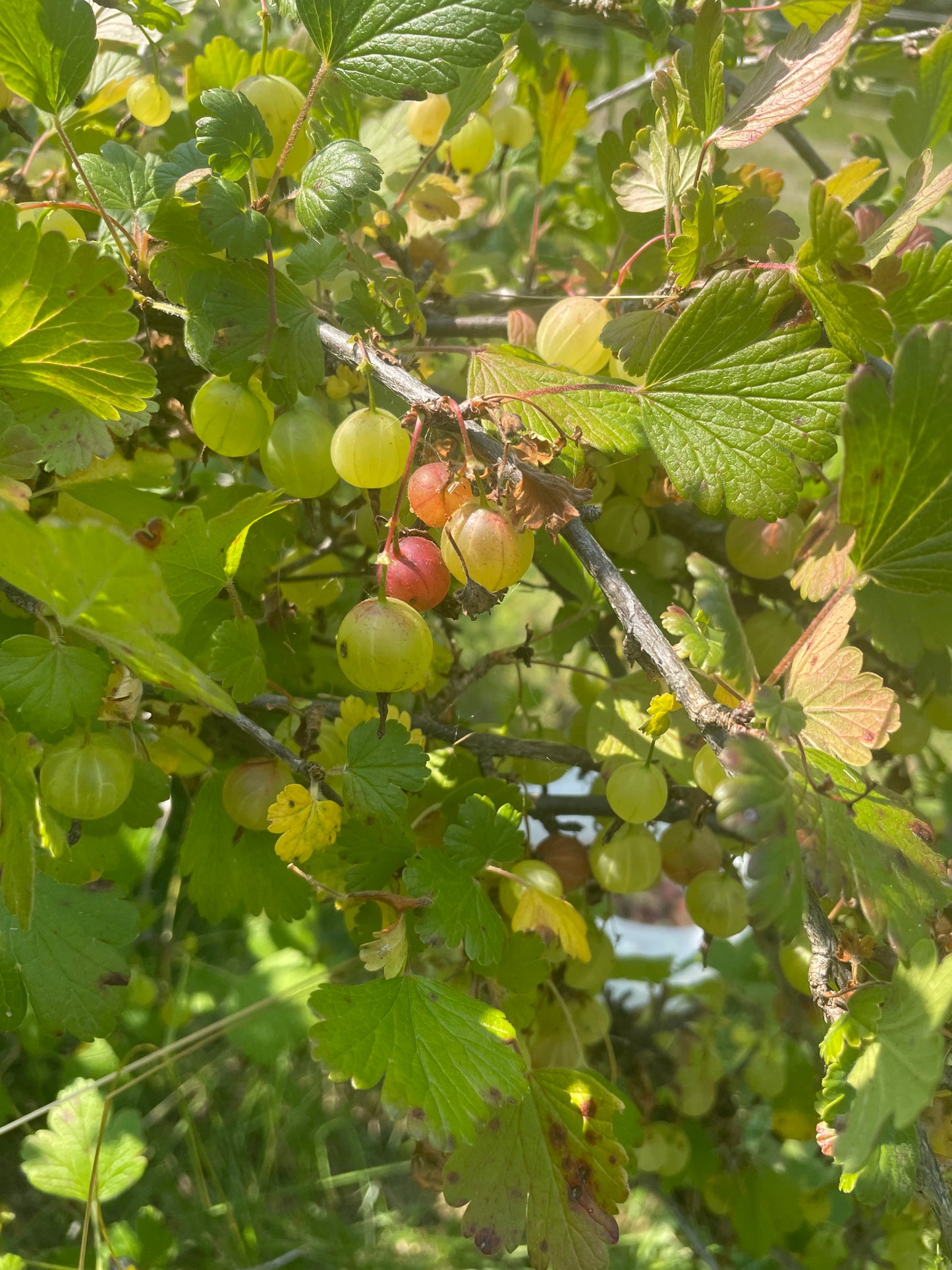 Grosella espinosa (Ribes sp.) - Planta perenne - Arbusto de bayas - Zona 3 - Más de 50 semillas