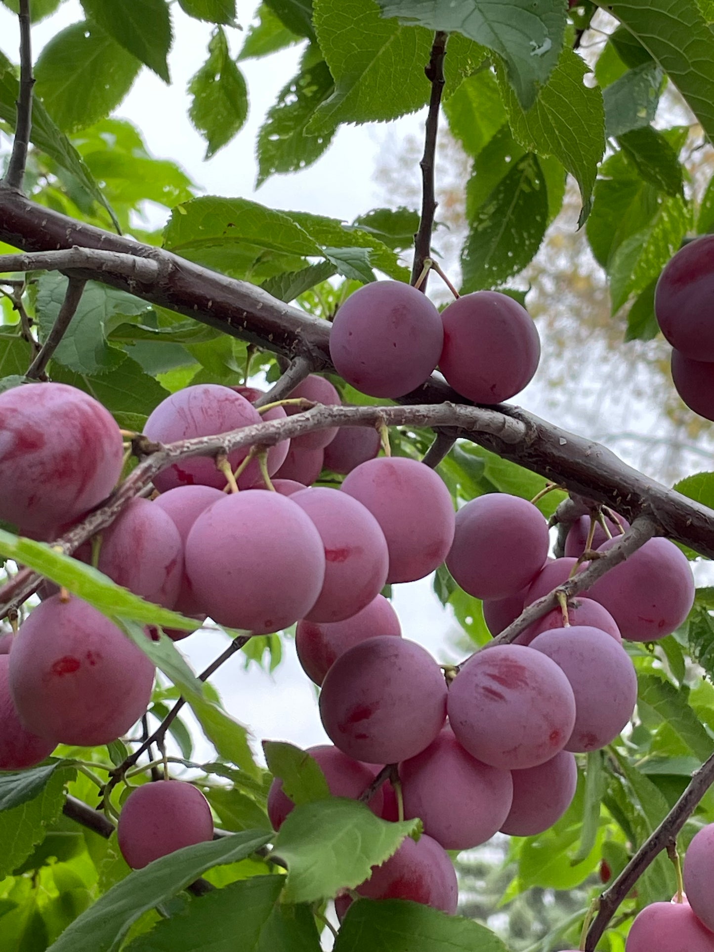 Ciruelos de plántula (Prunus sp.) - Zona 3