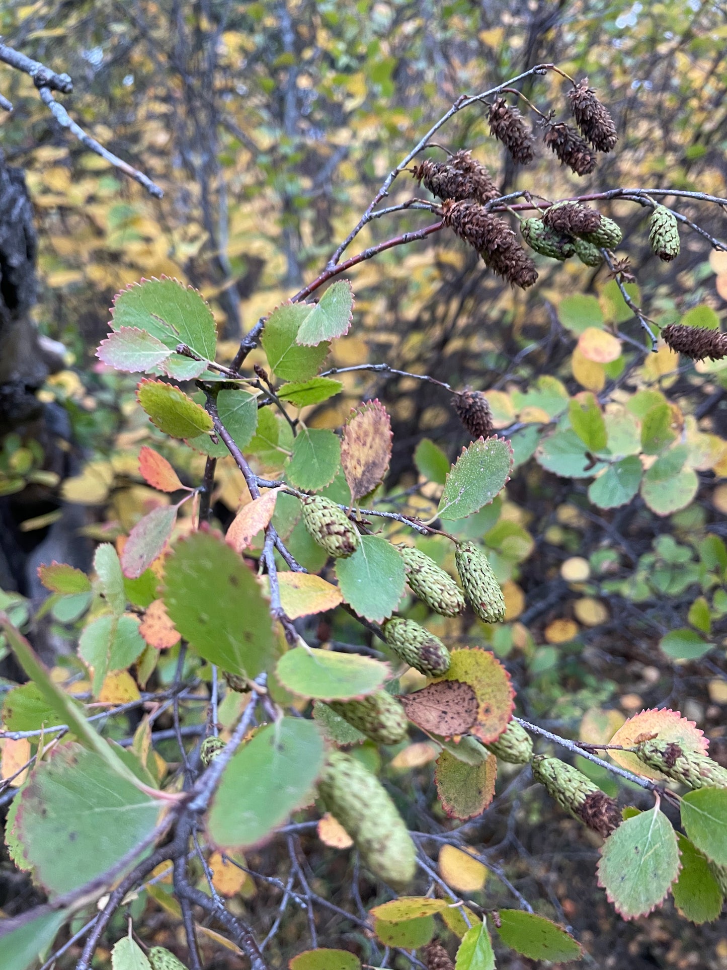 Red Birch Seeds (Betula occidentalis) - 500+ Seeds