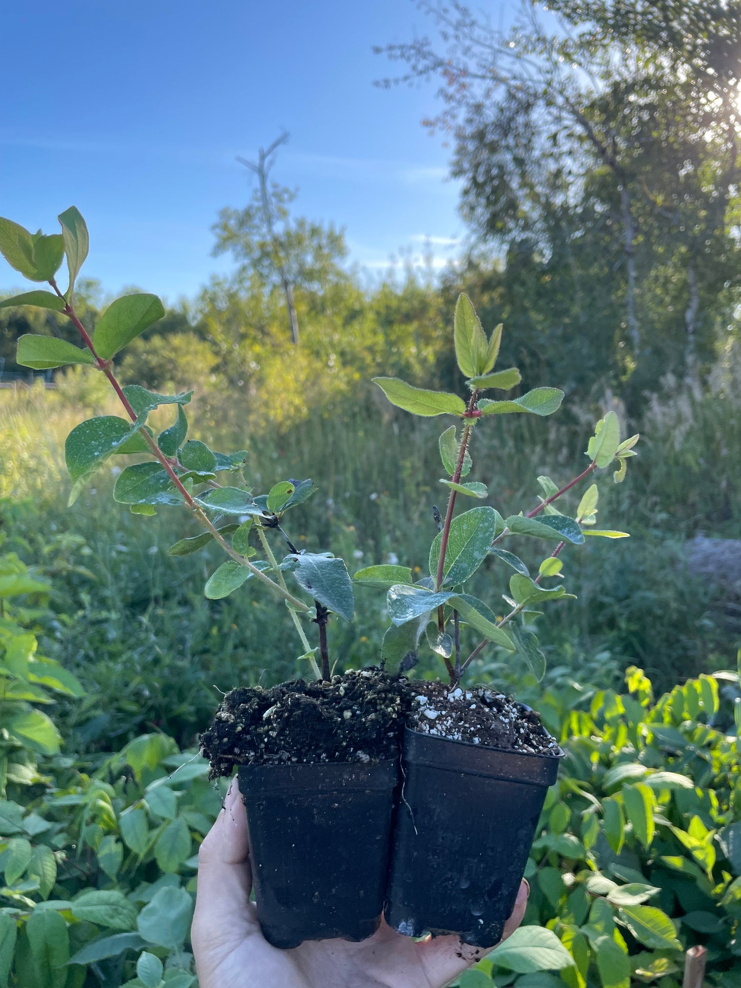Haskap bijou polaire (Lonicera caerulea 'Polar Jewel')