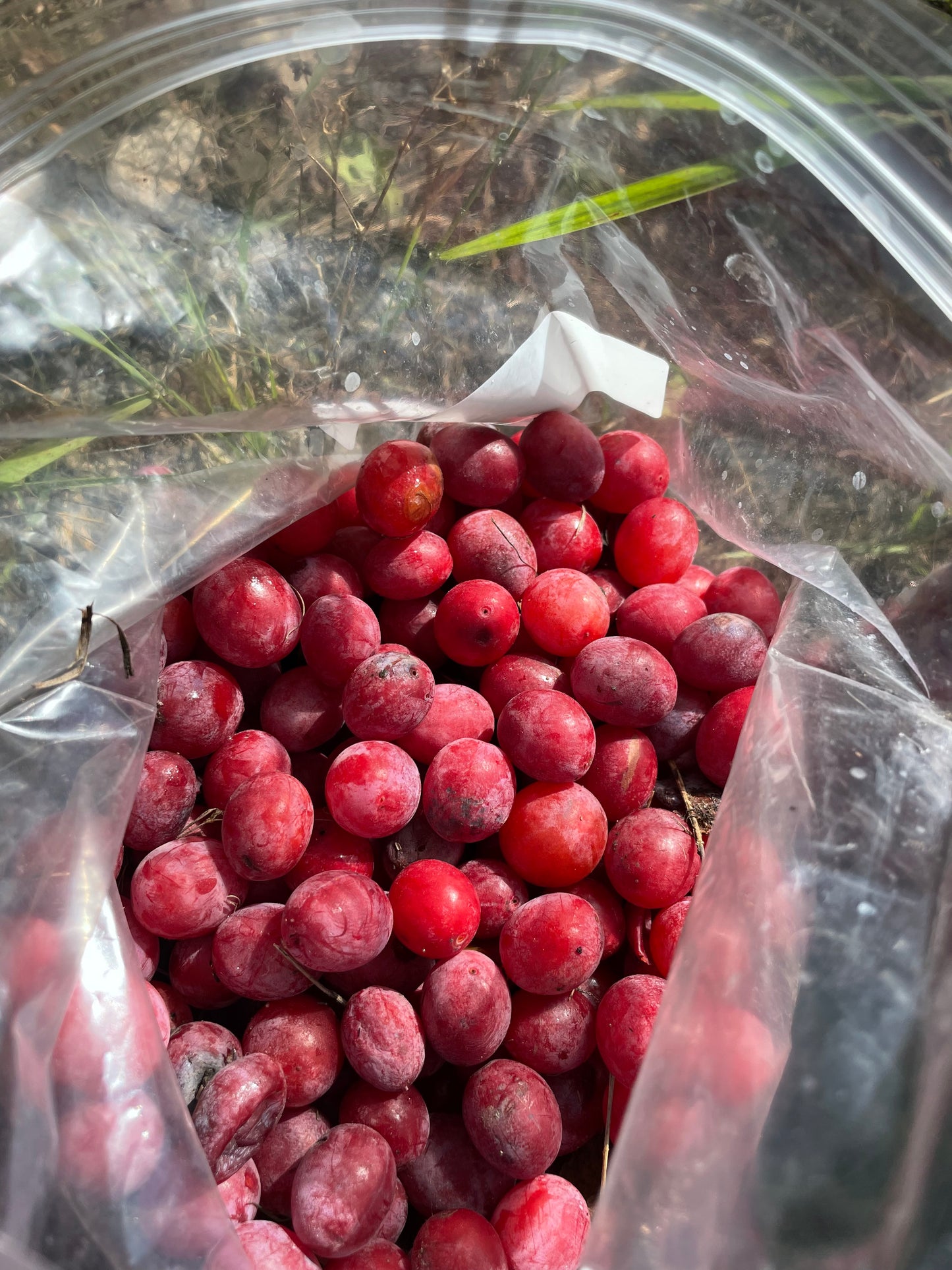 American Wild Plum Seeds (Prunus americana) - Zone 3 - 15 Seeds