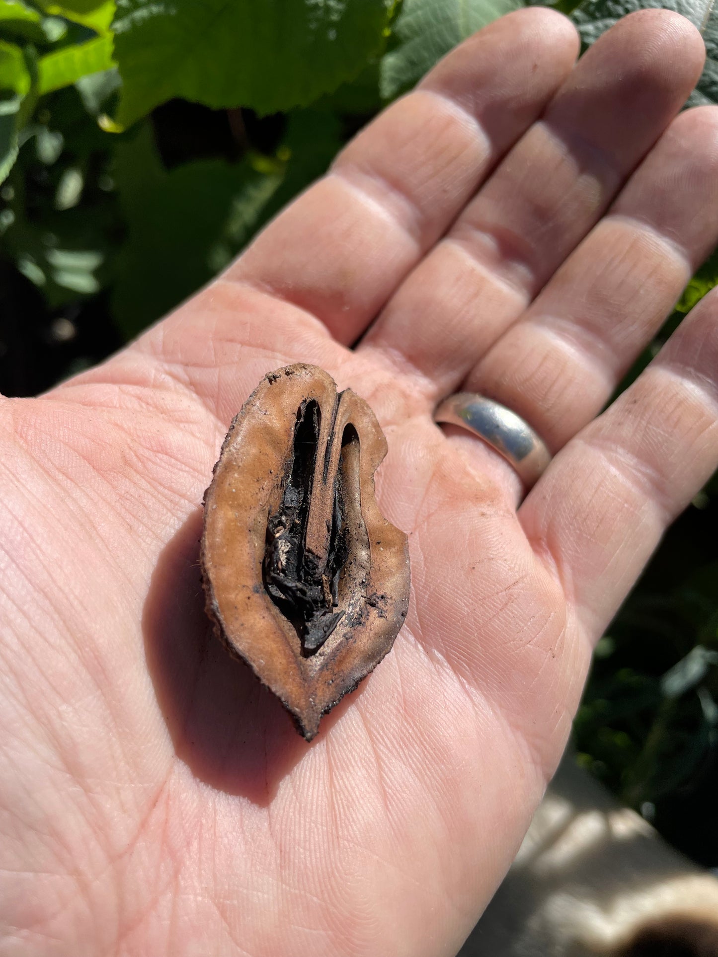 Noyer cendré du Manitoba (Juglans cinerea)