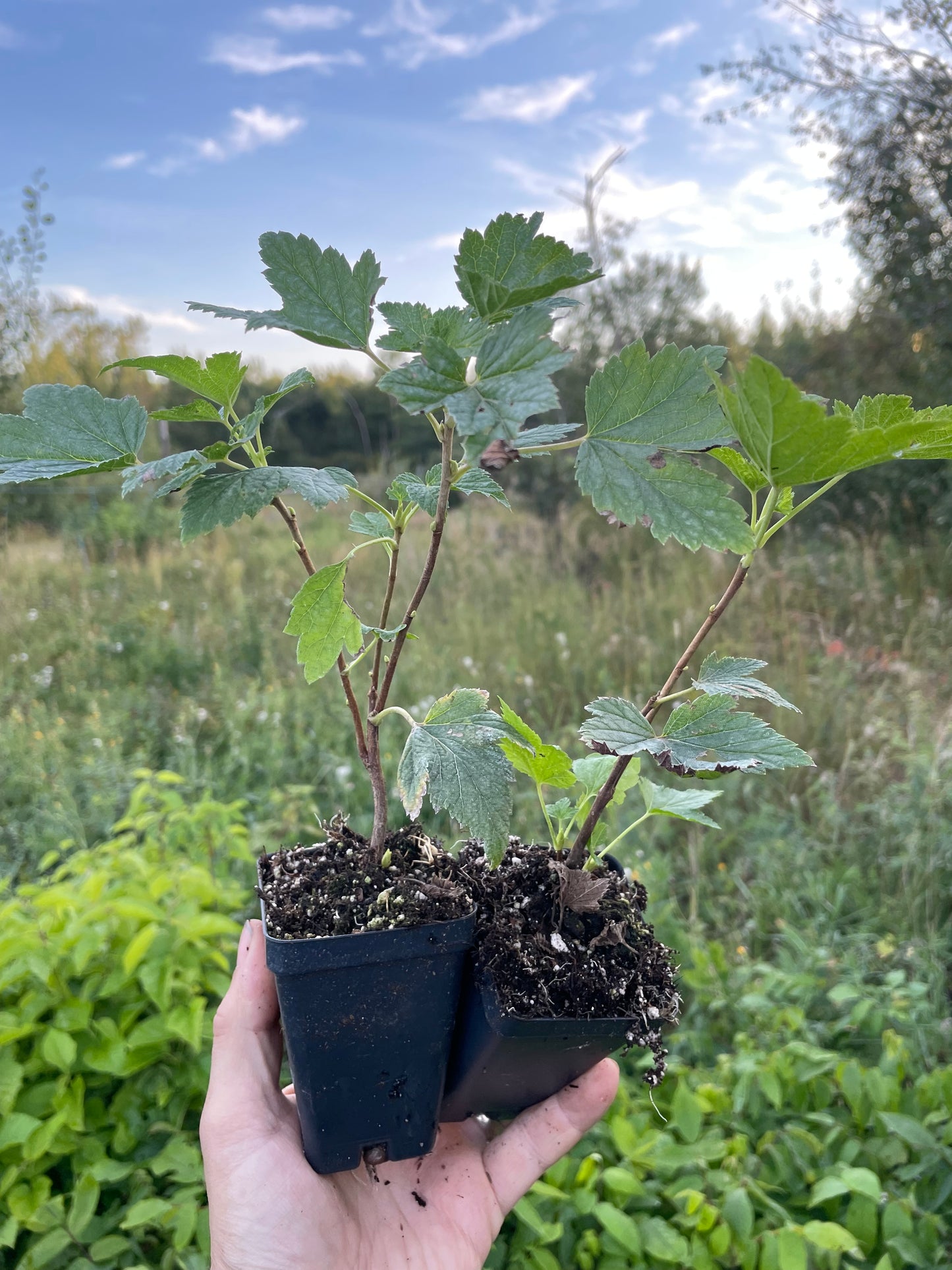 Groseillier rouge (Ribes rubrum 'Red Lake')