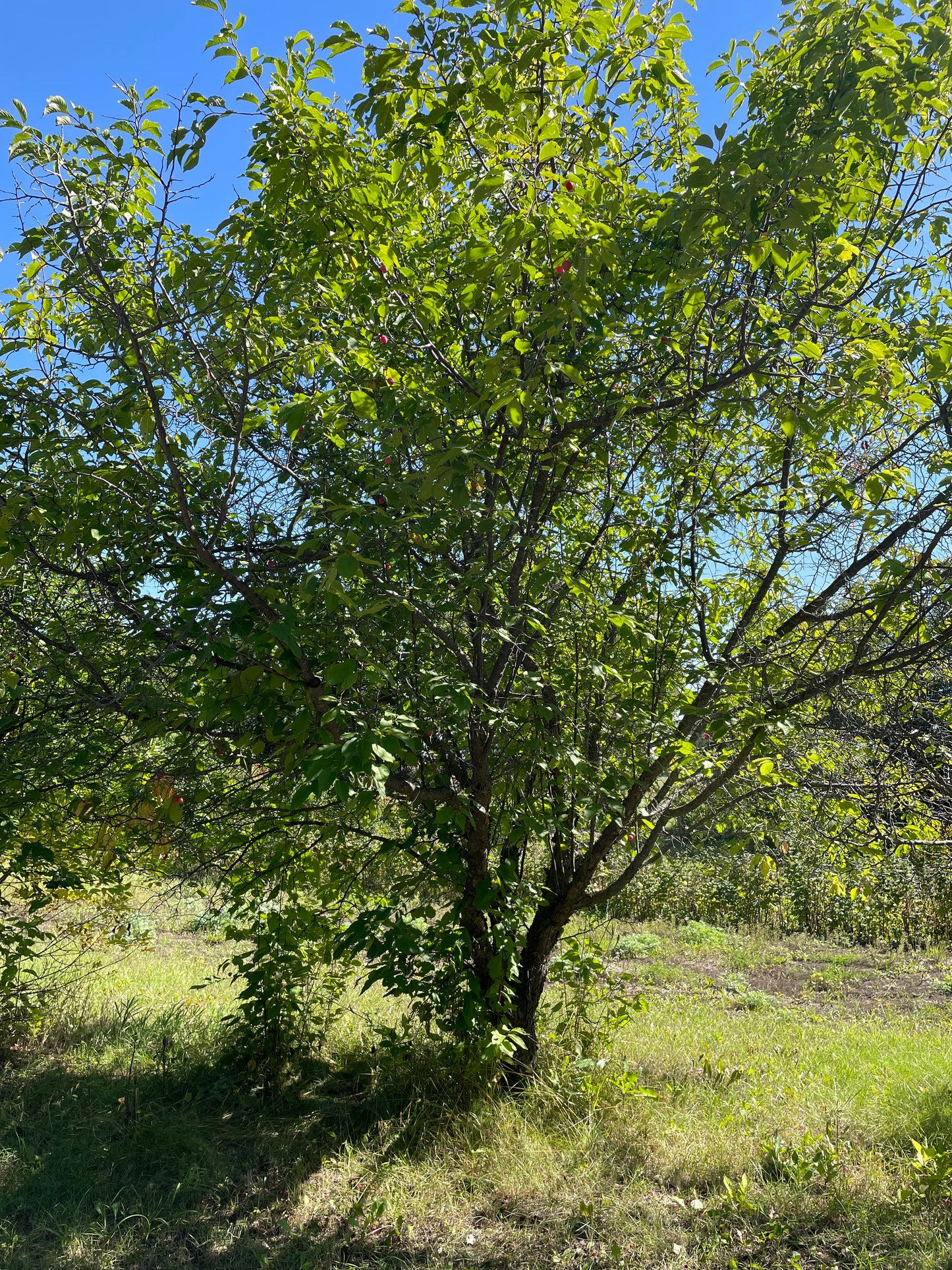 American Wild Plum Seeds (Prunus americana) - Zone 3 - 15 Seeds