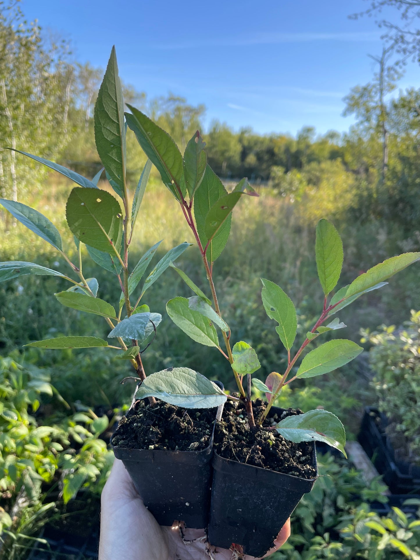 Prune cerise Opata (Prunus salicina x Prunus besseyi 'Opata')