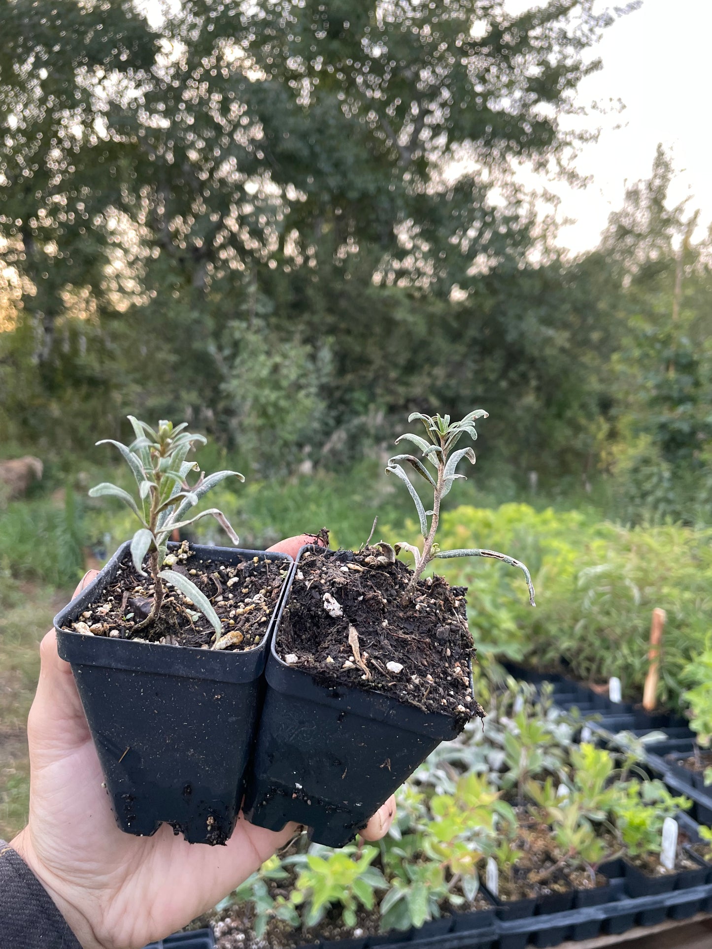 Pollmix Argousier (Hippophae rhamnoides 'Pollmix') - Pollinisateur mâle