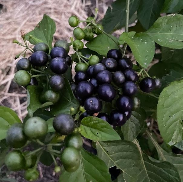 Arándano de jardín (Solanum melanocerasum) (género del tomate): más de 50 semillas