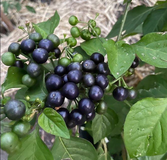 Arándano de jardín (Solanum melanocerasum) (género del tomate): más de 50 semillas
