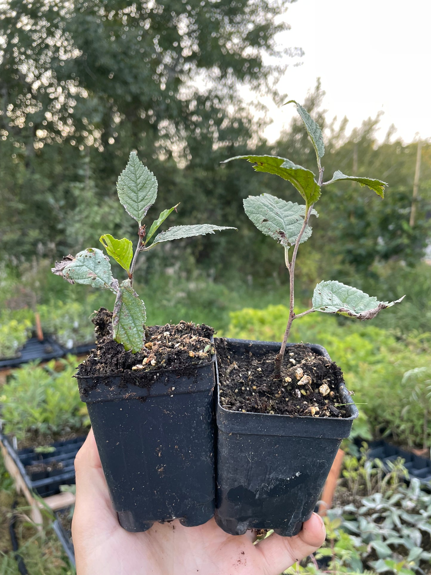 Double Flowering Plum (Prunus triloba 'Multiplex')