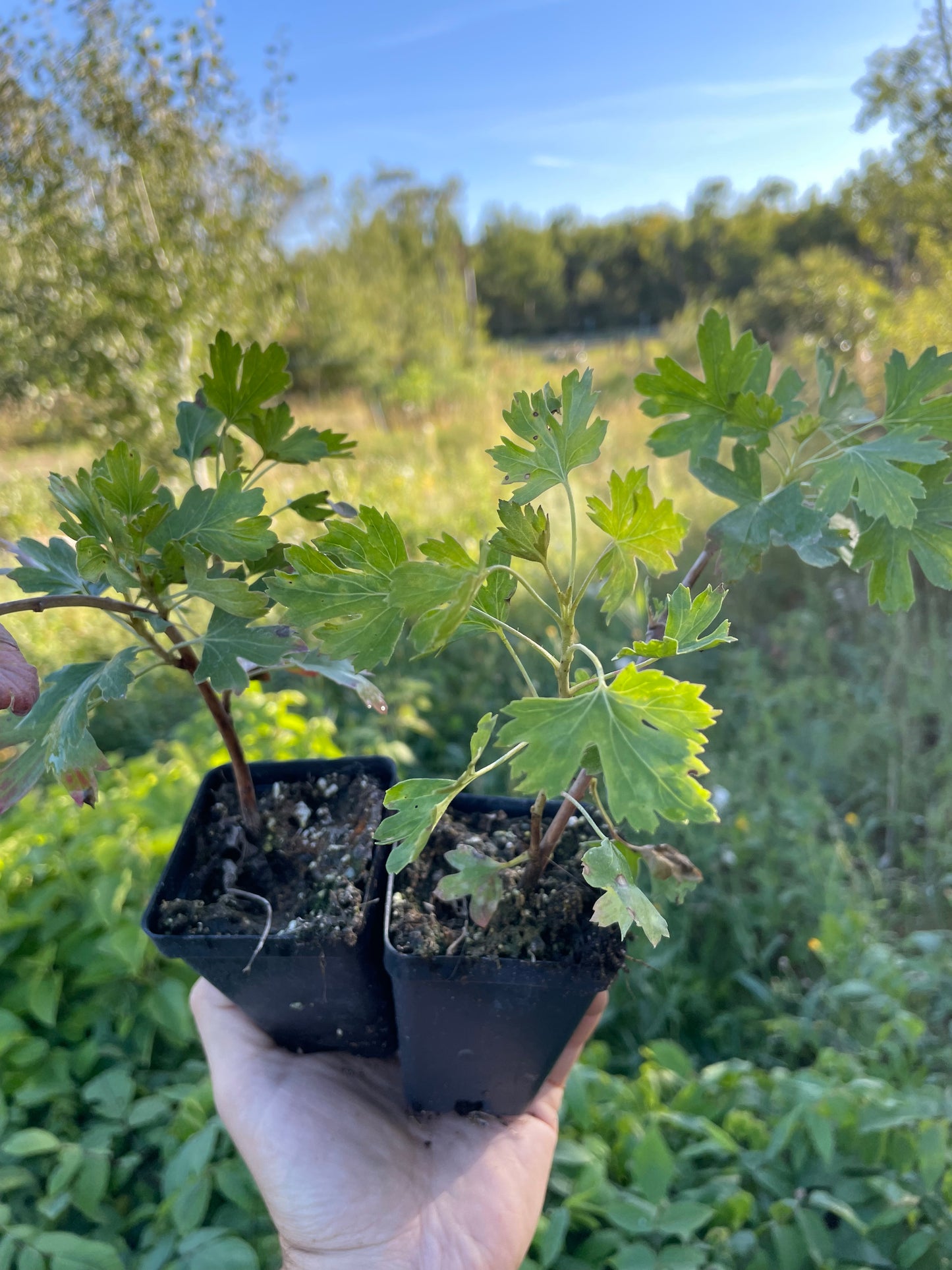 Groseille à girofle (Ribes odoratum)