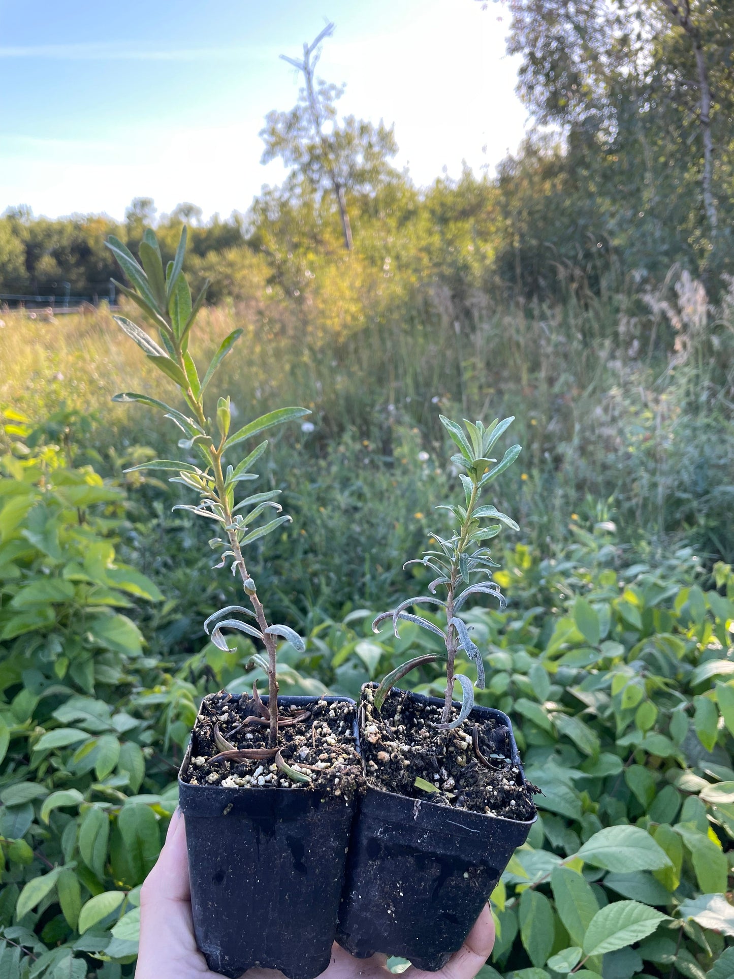 Pollmix Argousier (Hippophae rhamnoides 'Pollmix') - Pollinisateur mâle