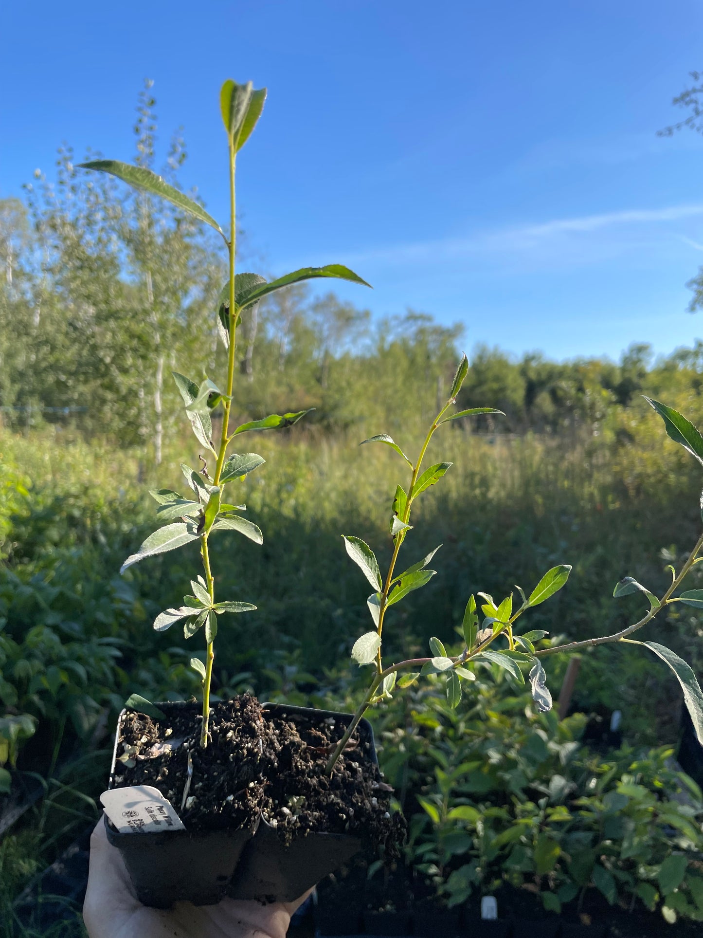 Sauce llorón (Salix discolor)