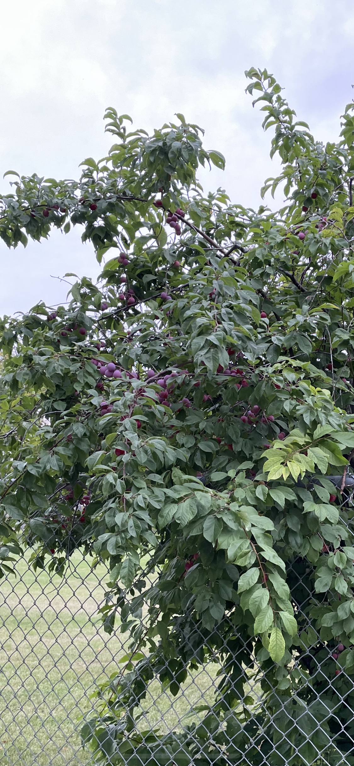 Ciruelos de plántula (Prunus sp.) - Zona 3