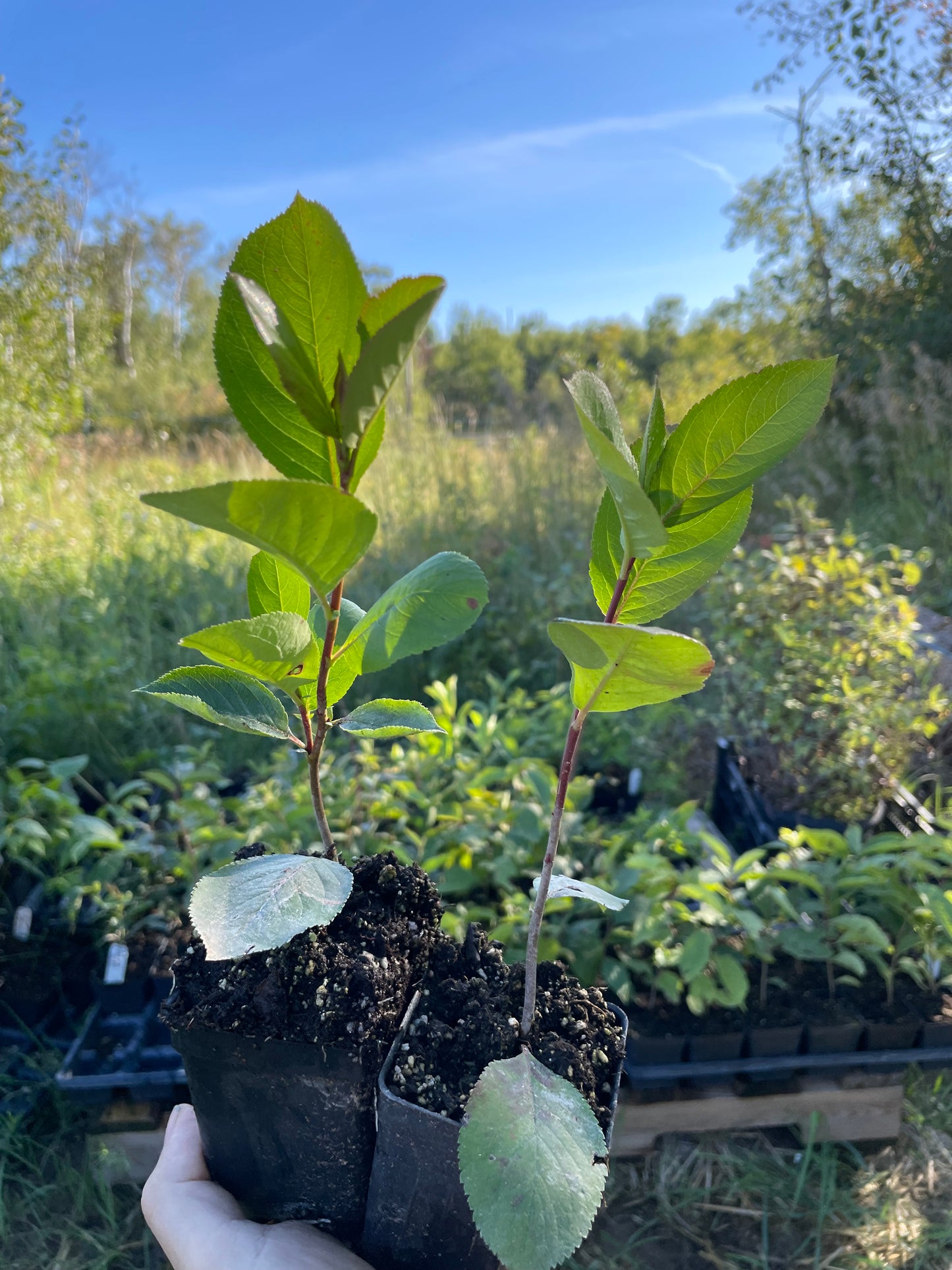 Aronia melanocarpa 'Viking'
