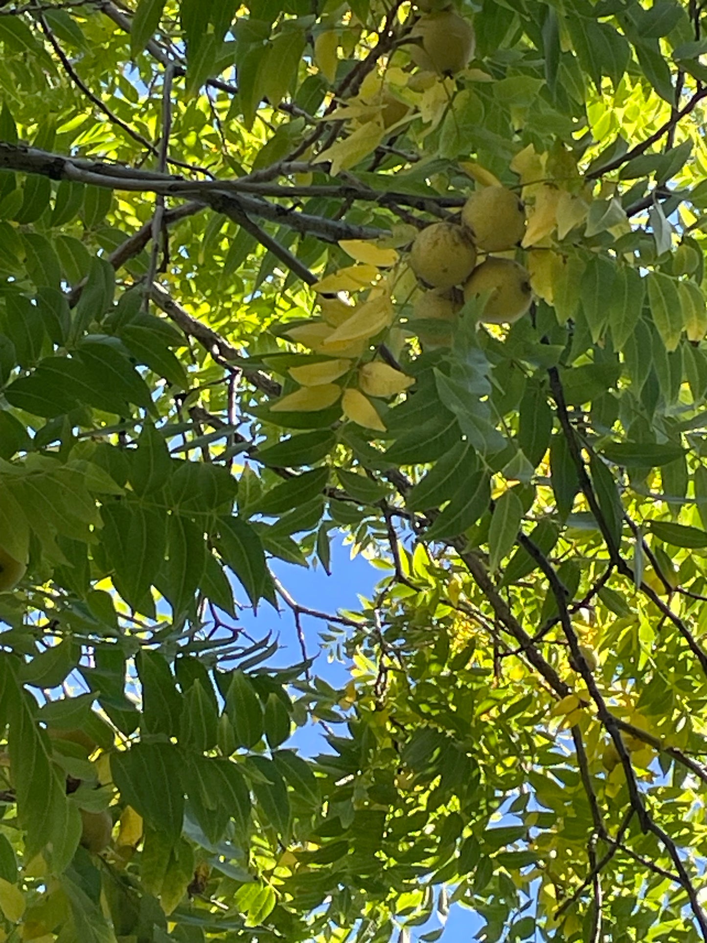 Manitoba Black Walnut (Juglans nigra)