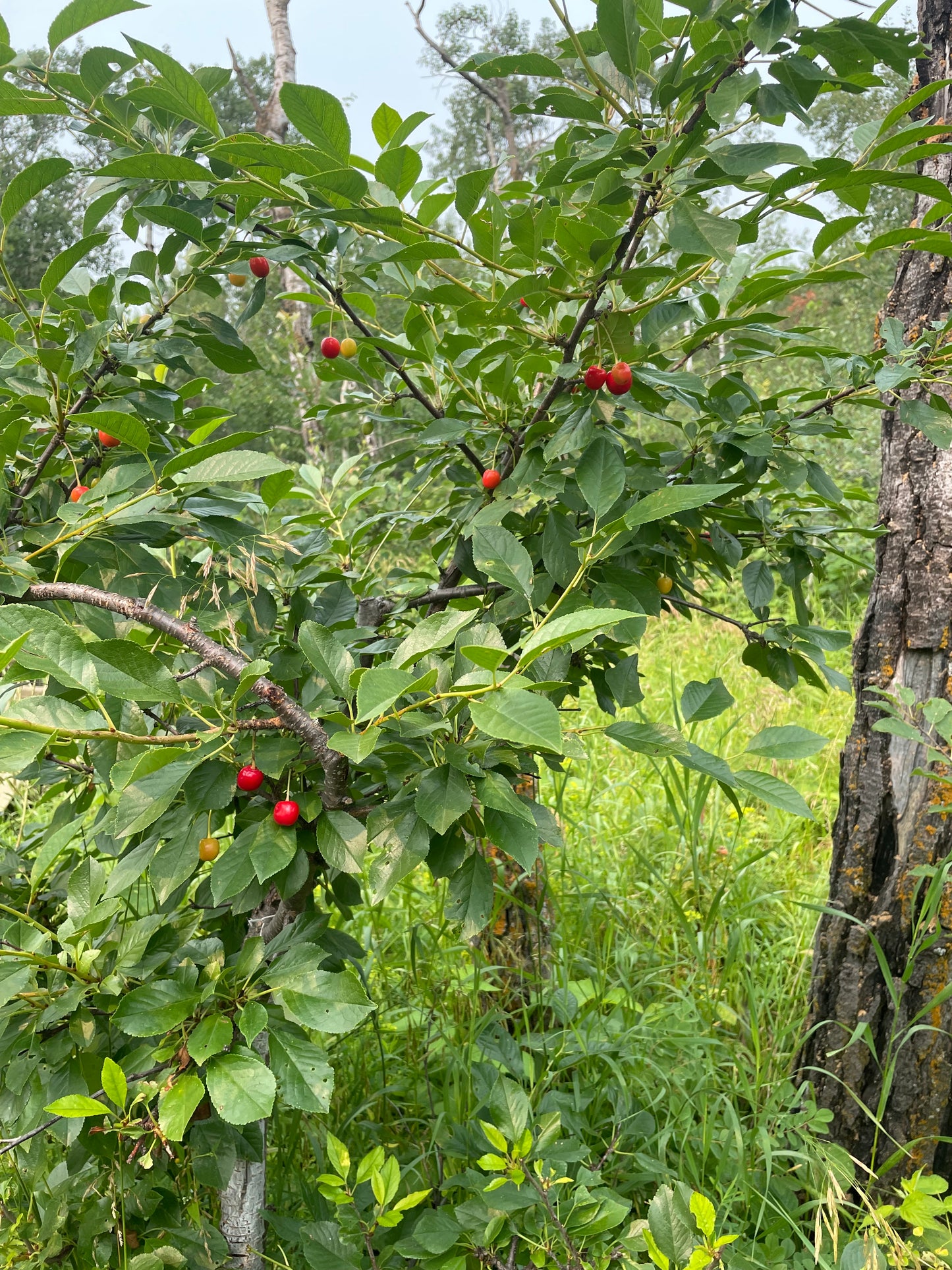 Evans Cherry Seeds (Prunus cerasus) - Cold Hardy Cherry Tree - (Zone 3) - 12 Seeds