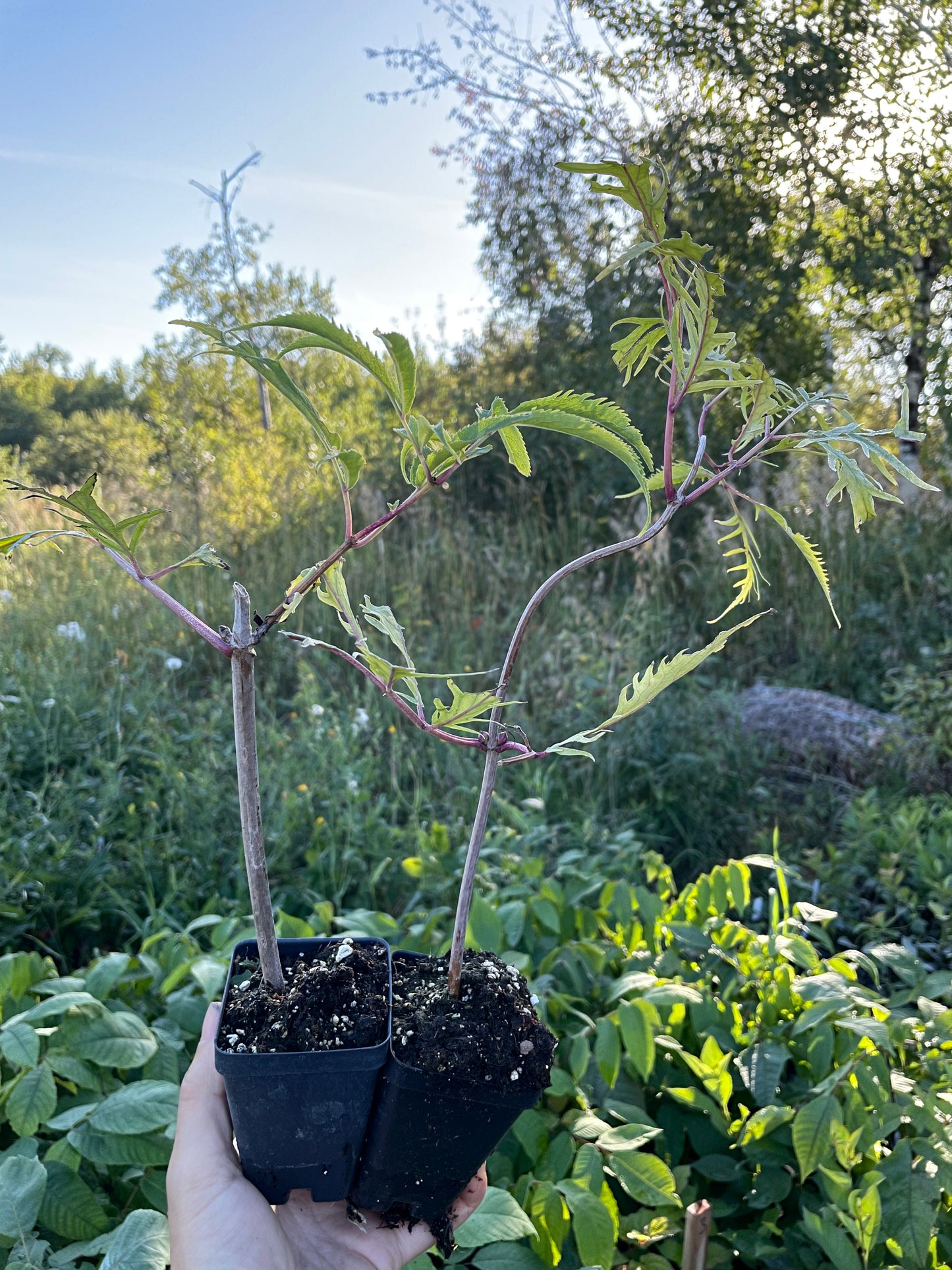 Sureau rouge à feuilles dentelées (Sambucus racemosa)