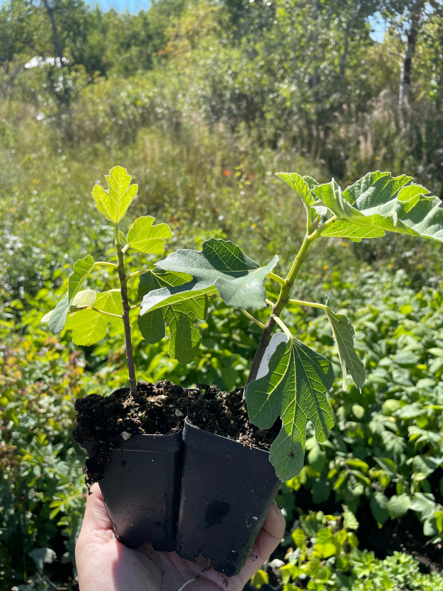 Figuier rustique de Chicago (Ficus carica 'Chicago Hardy') - Zone 5