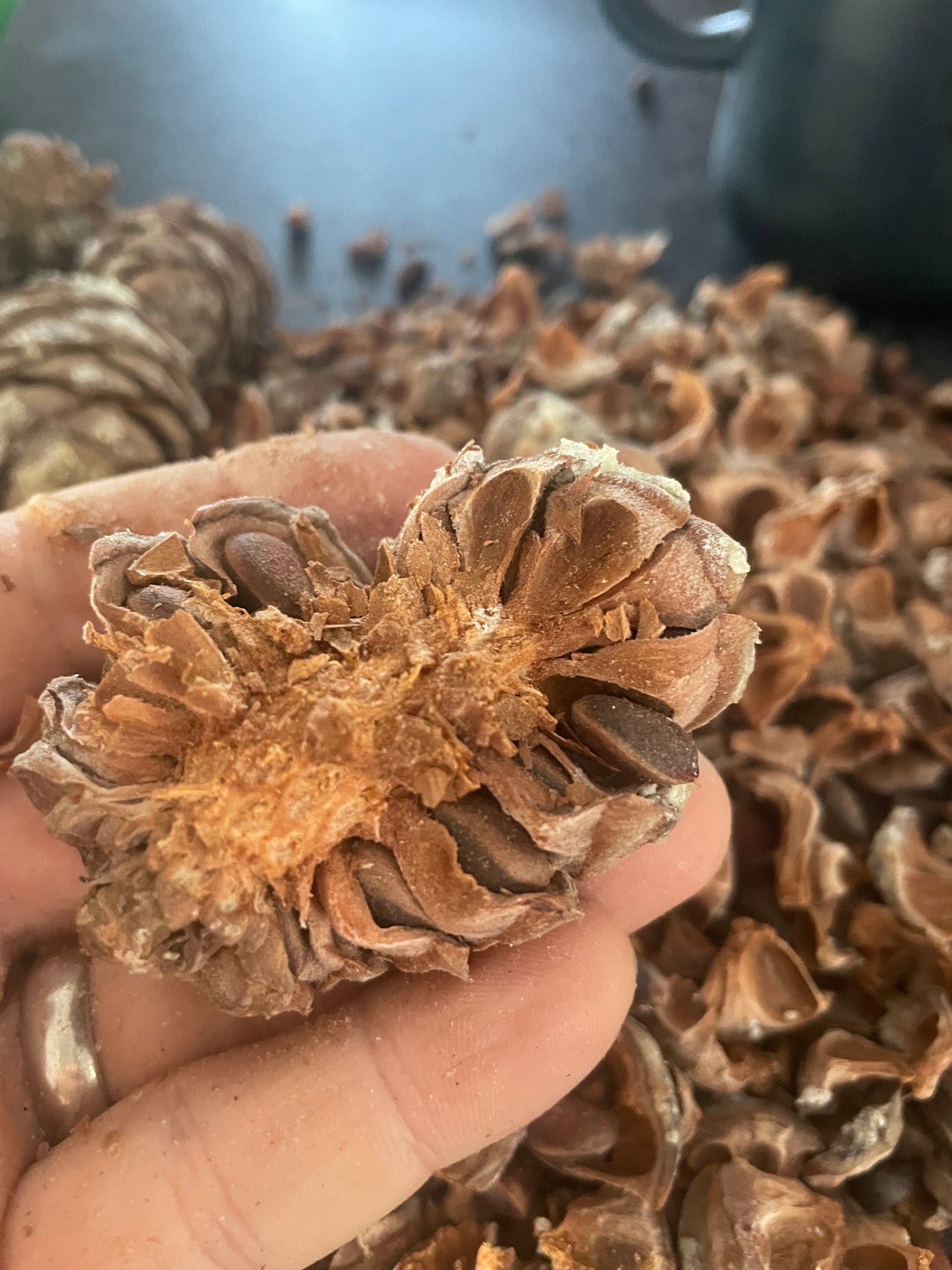 Graines de Pinus sibirica (Pinus sibirica) - 15+ graines