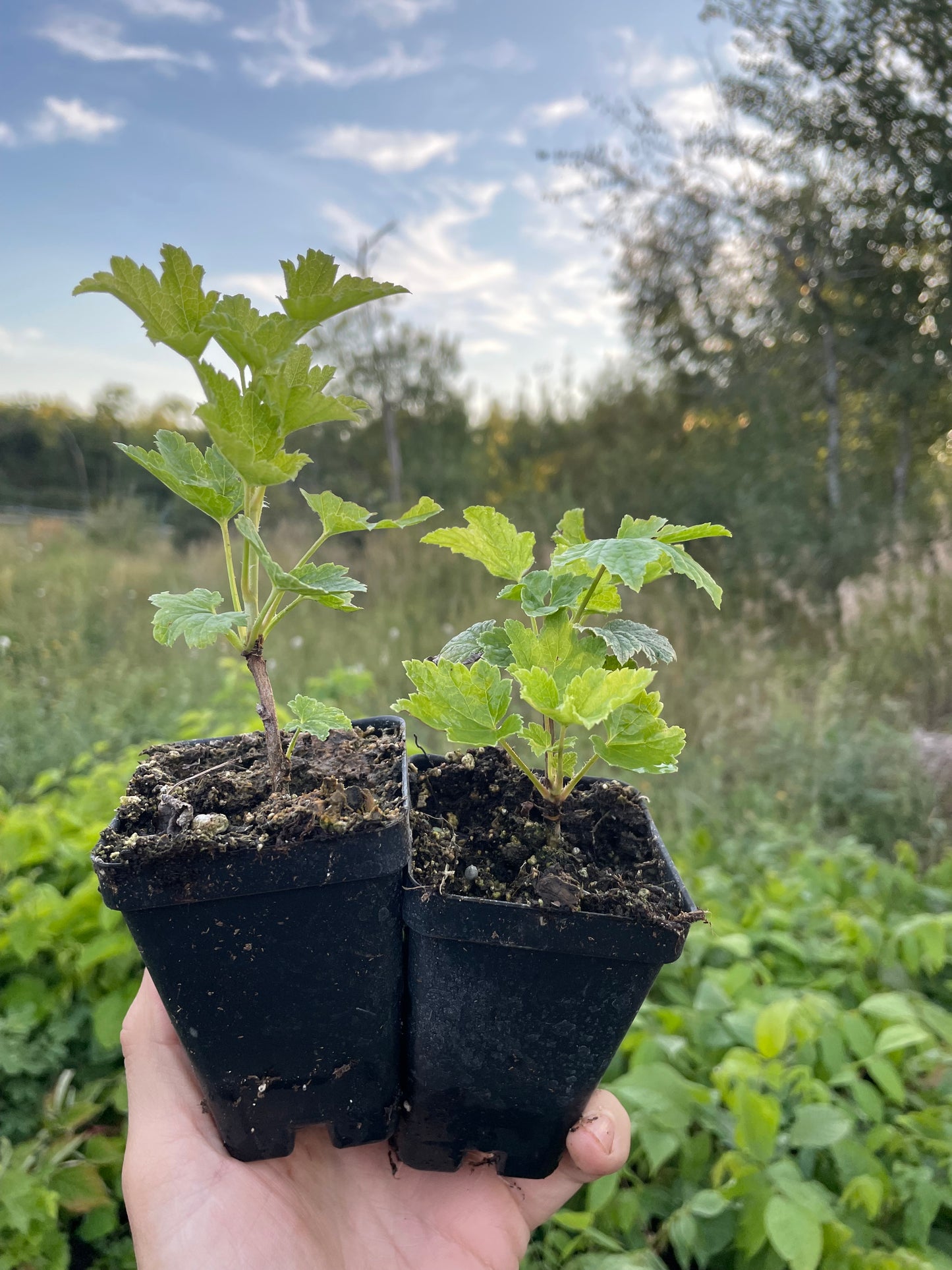 Groseillier rose champagne (Ribes rubrum 'Pink Champagne')