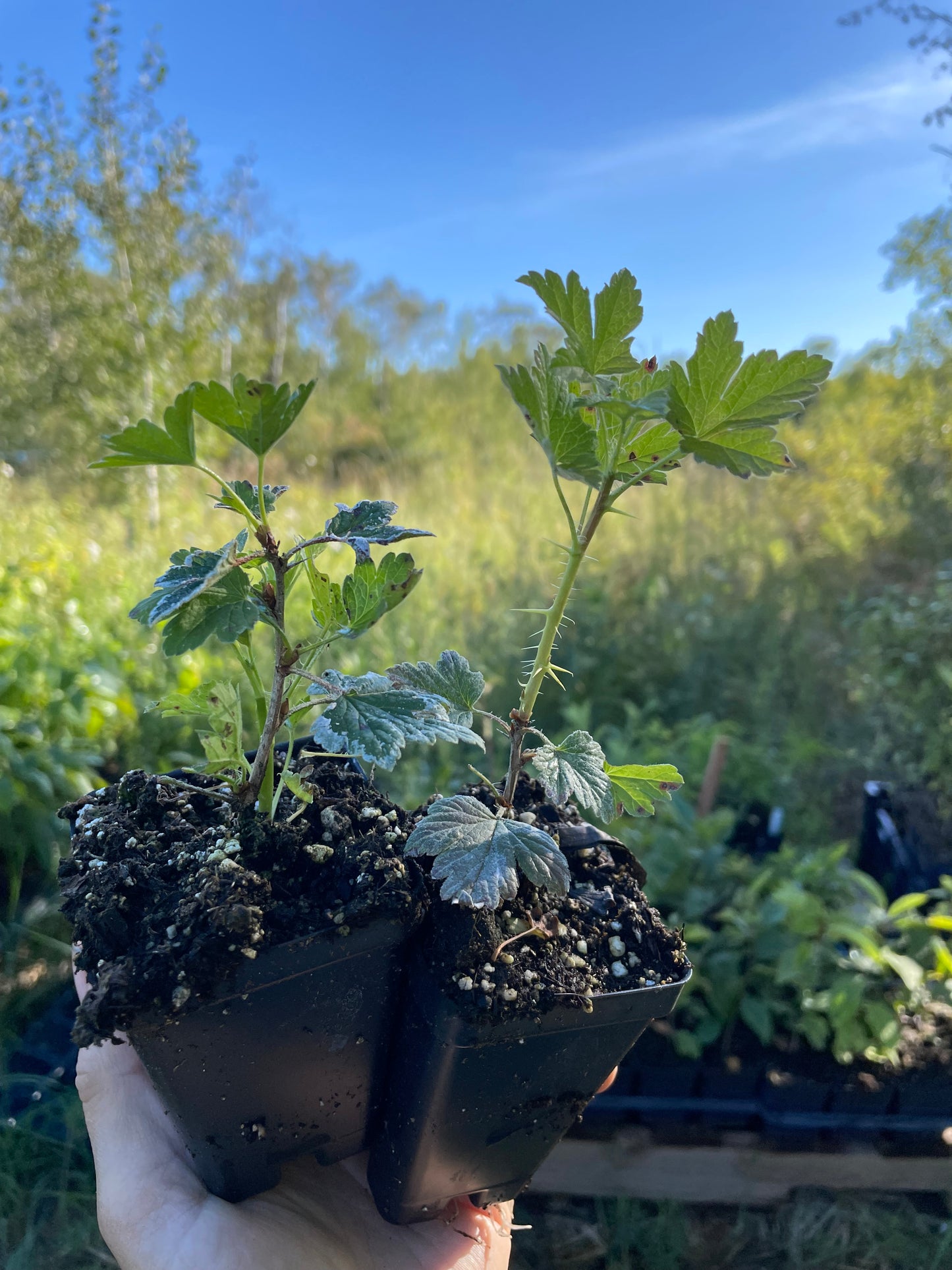 Grosella espinosa Pixwell (Ribes uva-crispa 'Pixwell')