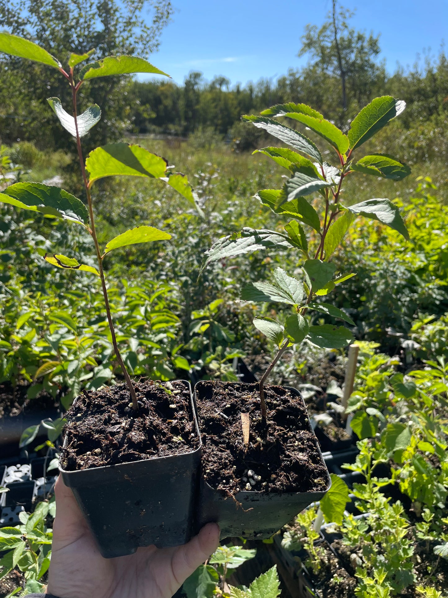 Ciruelo silvestre americano (Prunus americana)