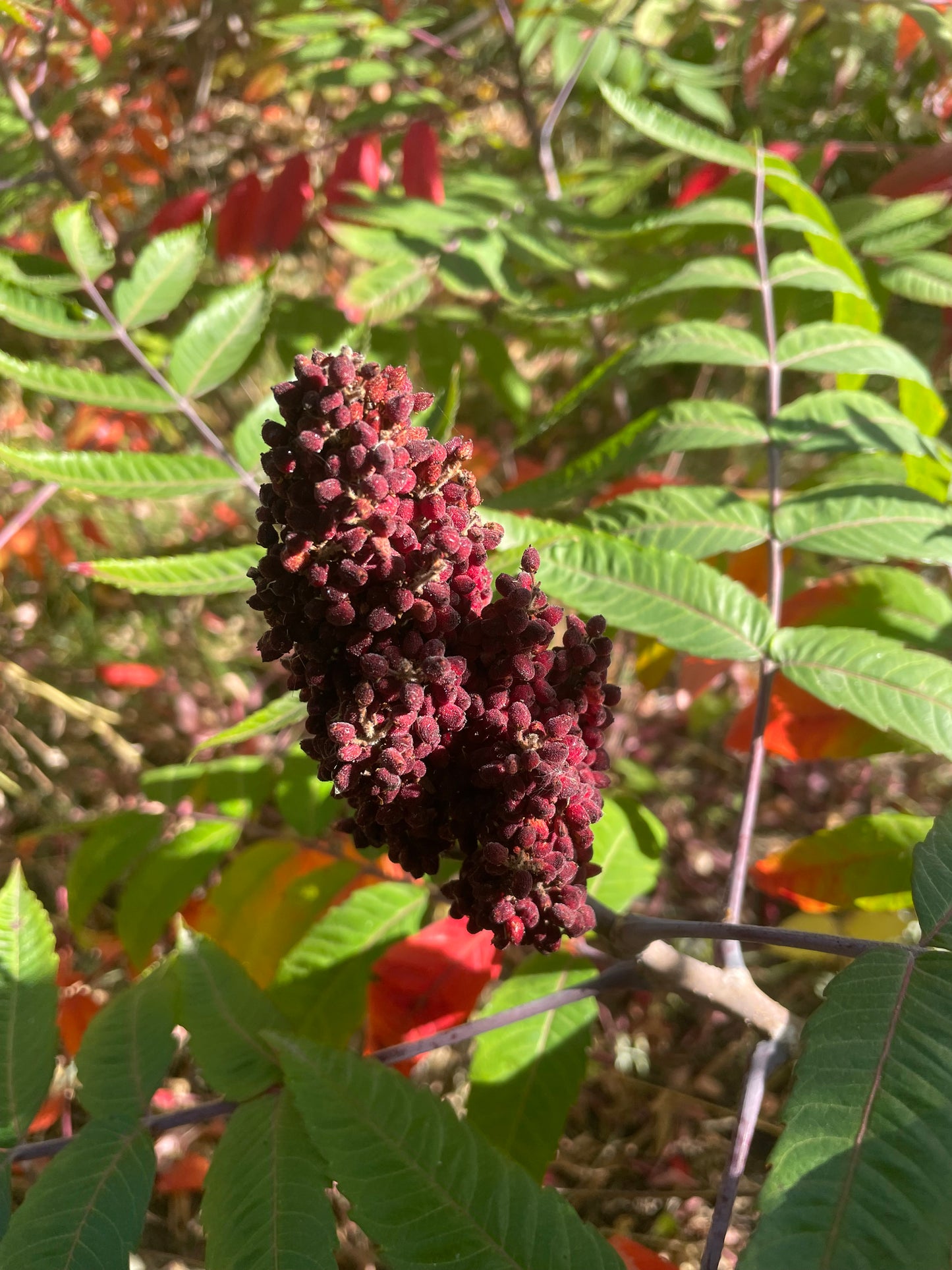 Semillas de zumaque liso (Rhus glabra): más de 100 semillas