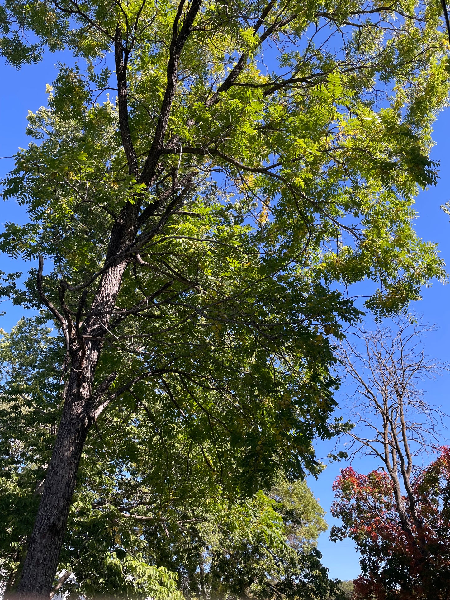 Manitoba Black Walnut (Juglans nigra)