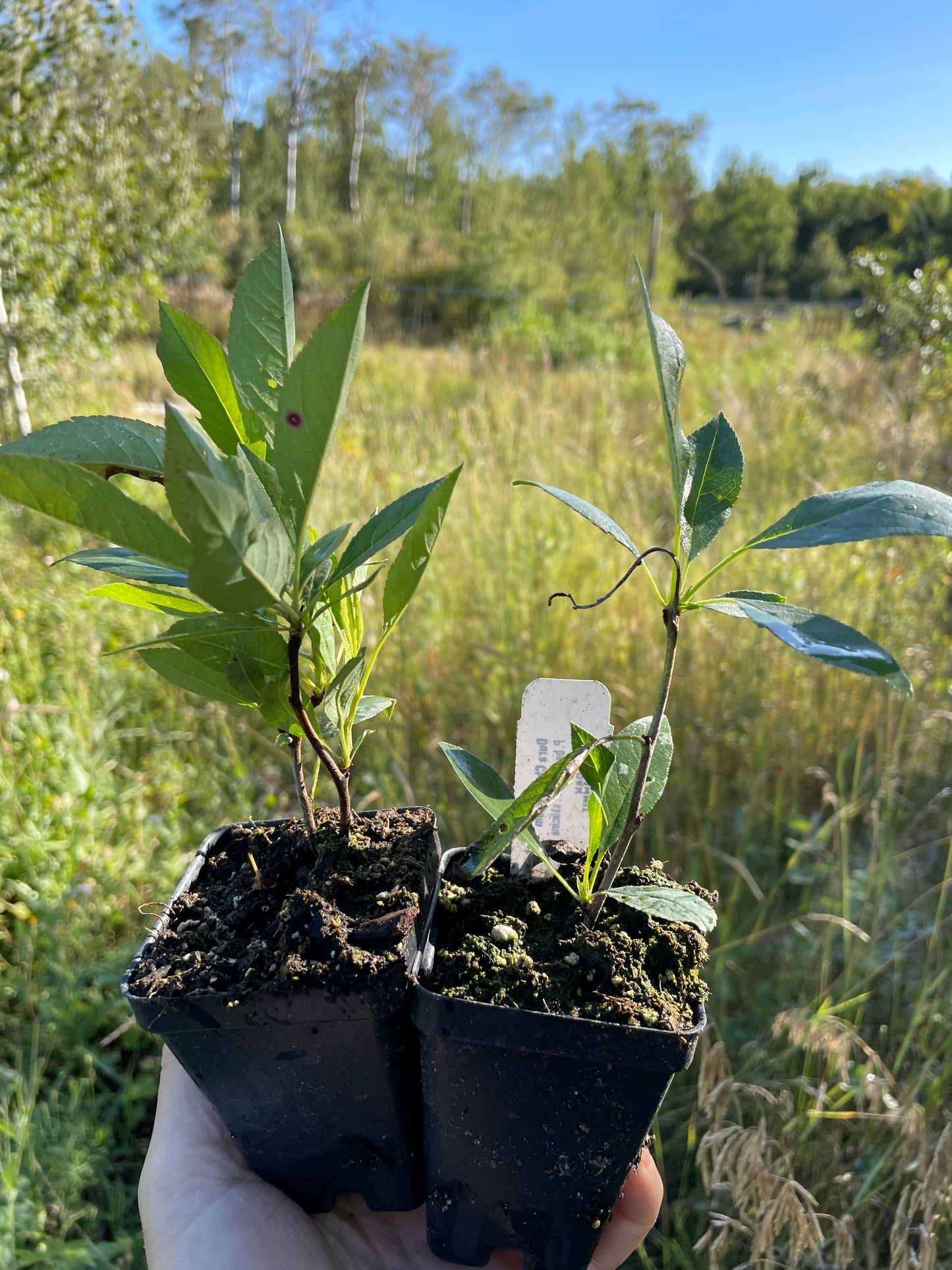 Dura Cherry Plum (Prunus besseyi x Prunus salicina)