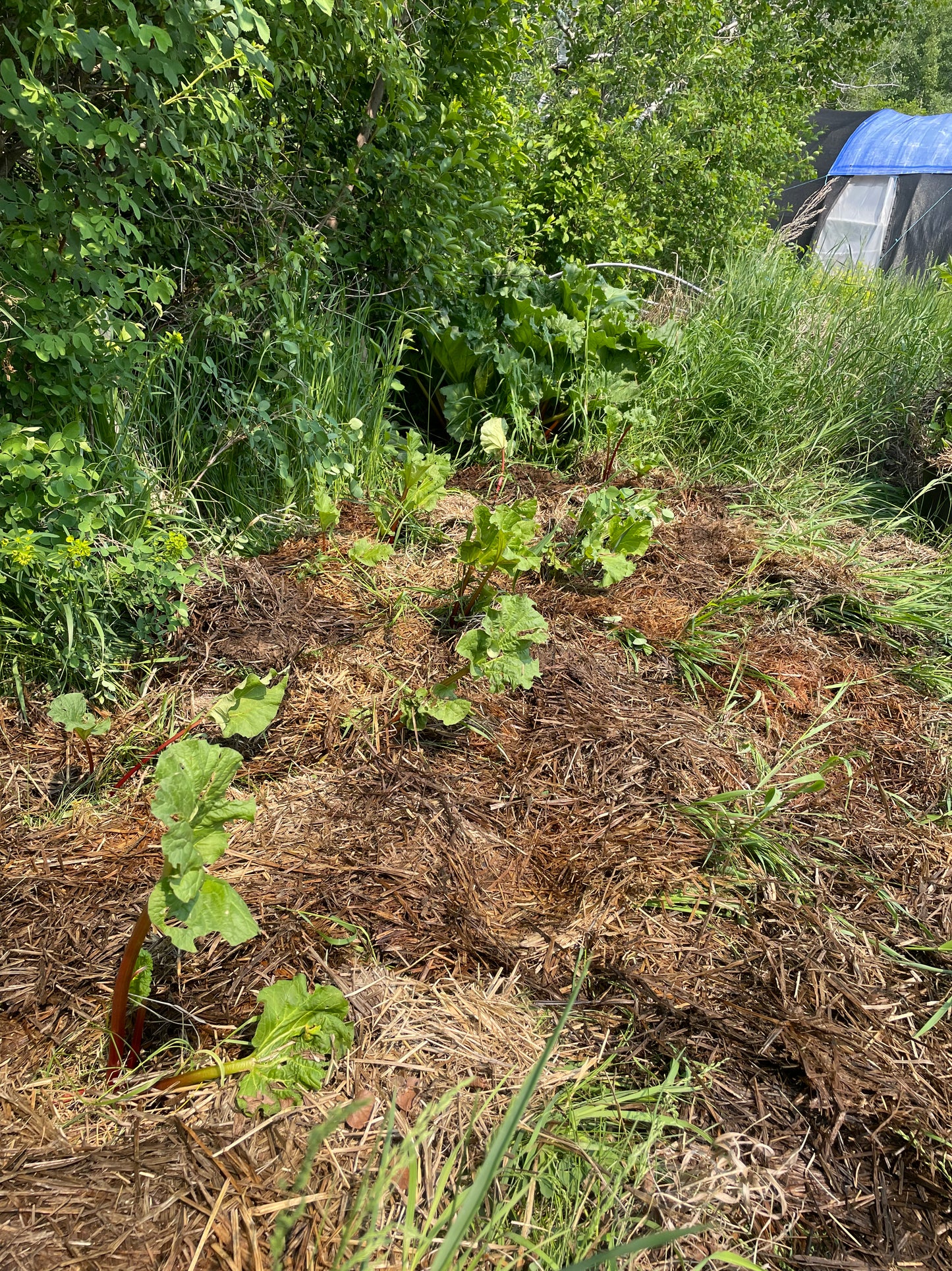 Graines de rhubarbe de jardin (Rheum rhabarbarum) - Vivace - Zone 3 - 30+ graines