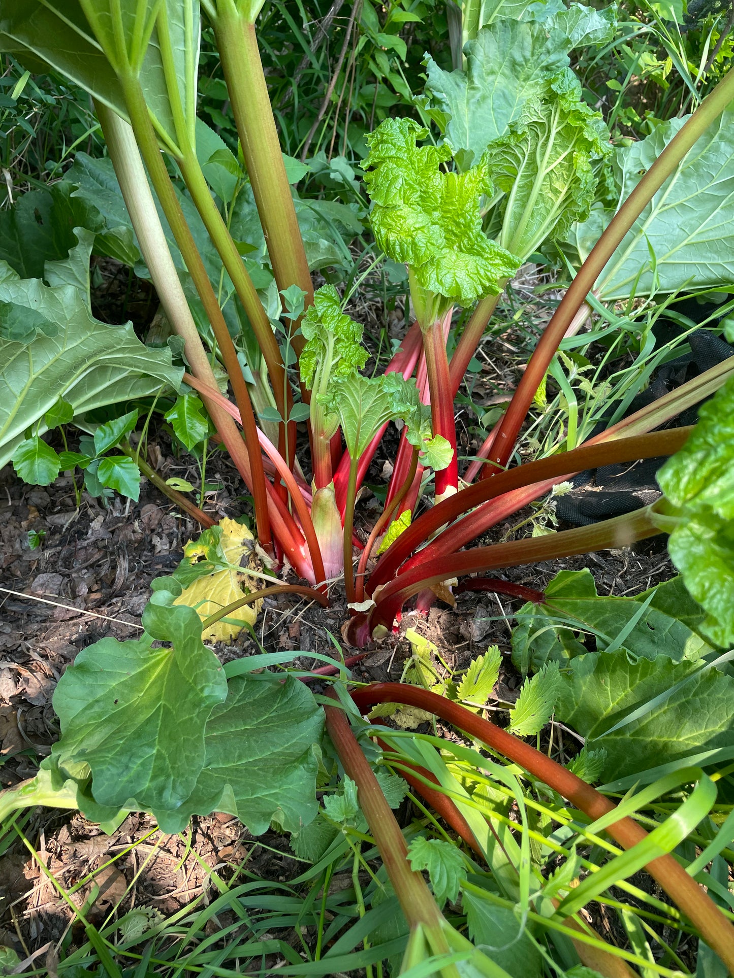 Graines de rhubarbe de jardin (Rheum rhabarbarum) - Vivace - Zone 3 - 30+ graines