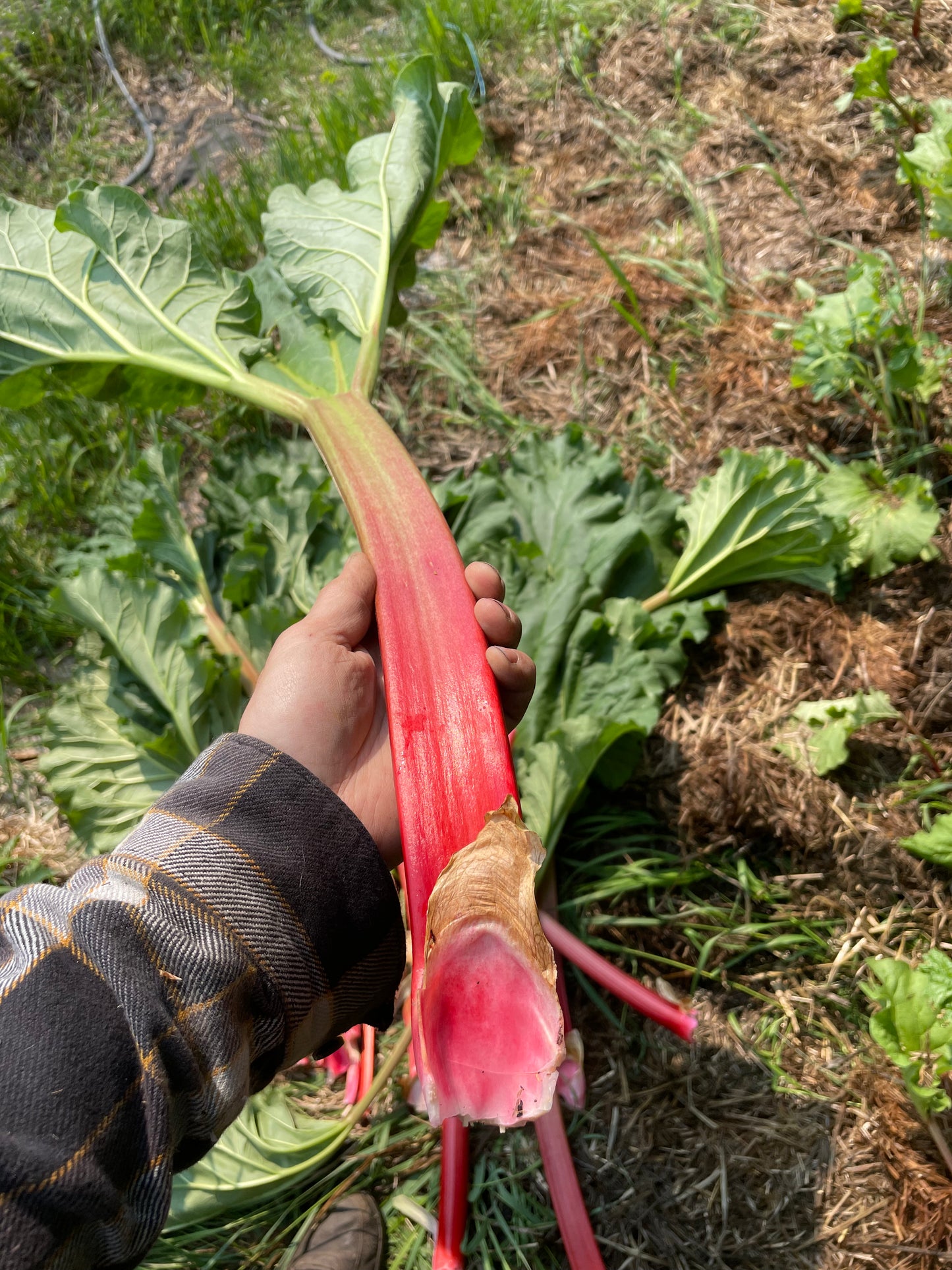 Graines de rhubarbe de jardin (Rheum rhabarbarum) - Vivace - Zone 3 - 30+ graines
