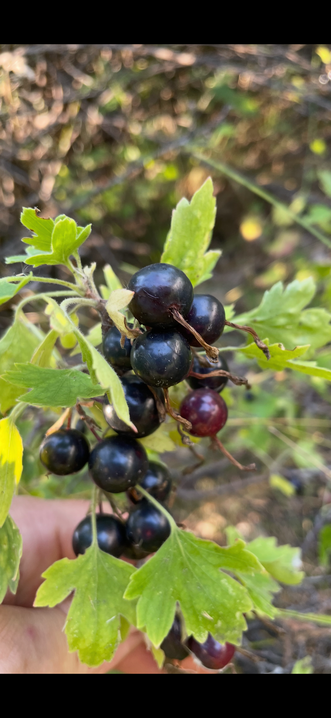 Crandall Clove Currant Seedlings (Ribes odoratum)