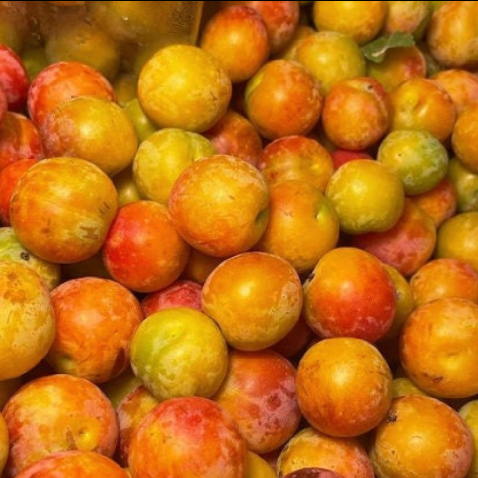 American Wild Plum Seeds (Prunus americana) - Zone 3 - 15 Seeds