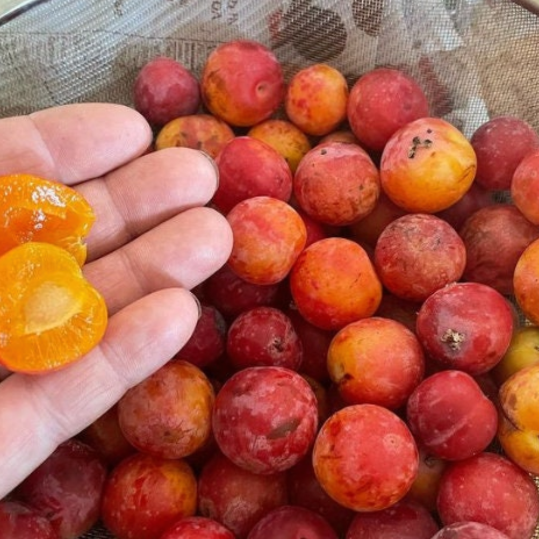 American Wild Plum Seeds (Prunus americana) - Zone 3 - 15 Seeds