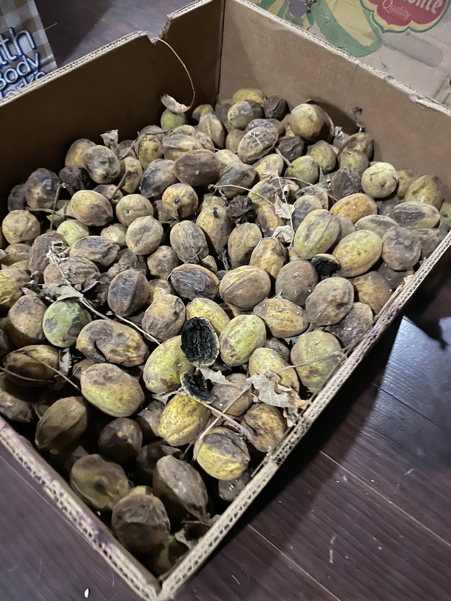 Noyer cendré du Manitoba (Juglans cinerea)