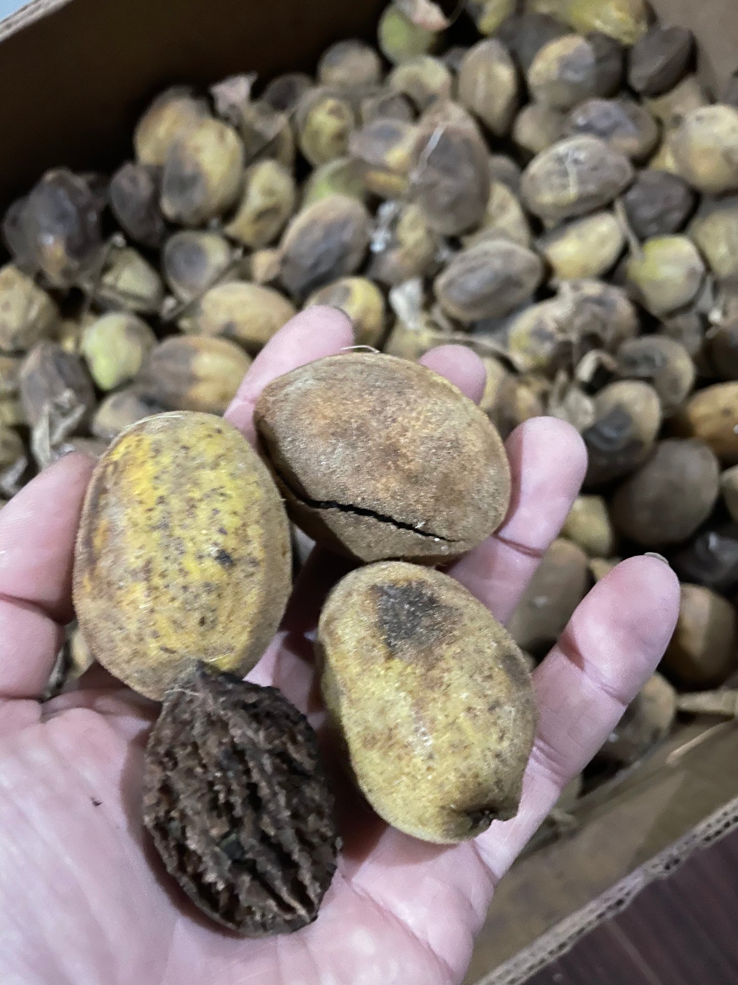 Noyer cendré du Manitoba (Juglans cinerea)