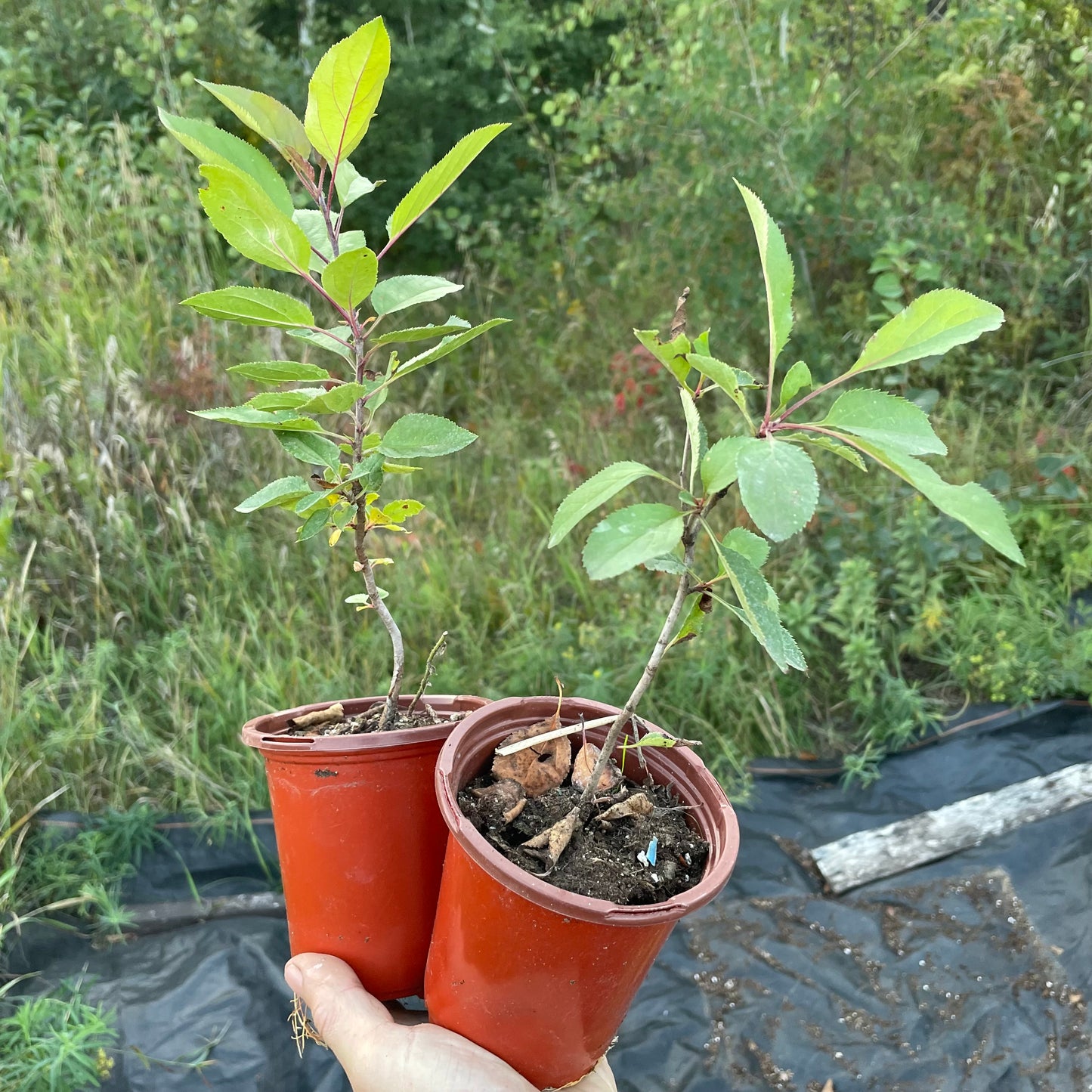 Siberian Crabapple (Malus Baccata)