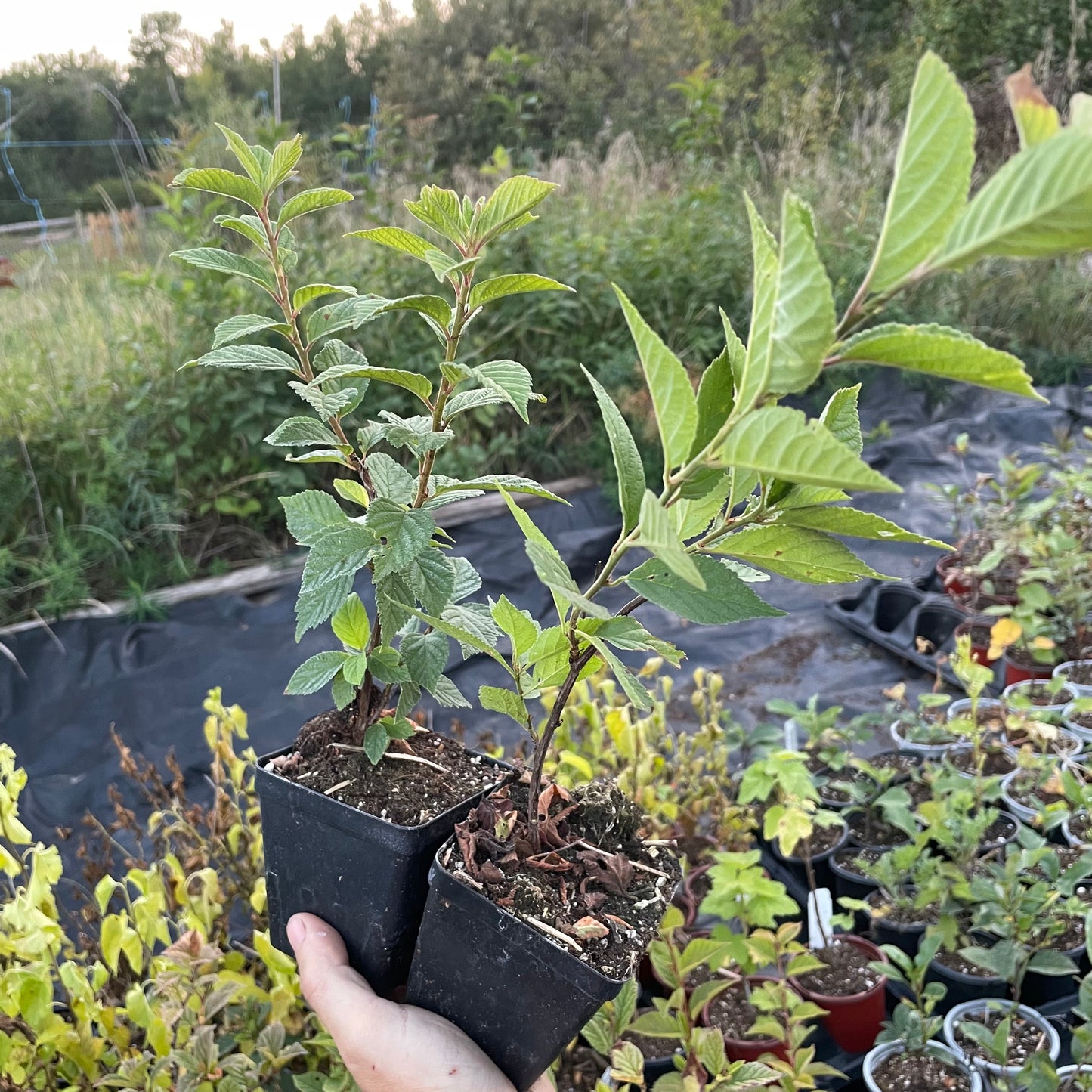 Nanking Cherry (Prunus tomentosa)