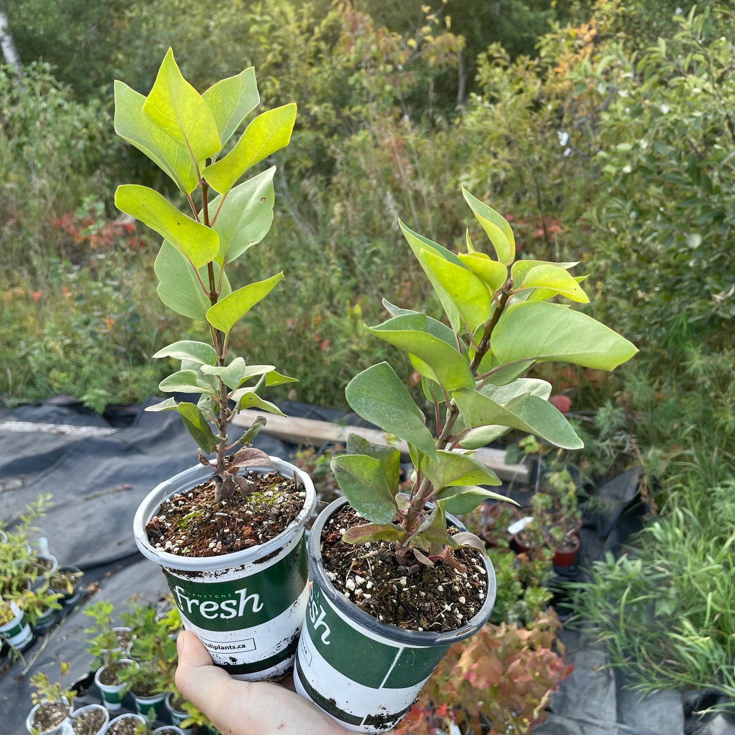 Lila Púrpura Común (Syringa vulgaris)