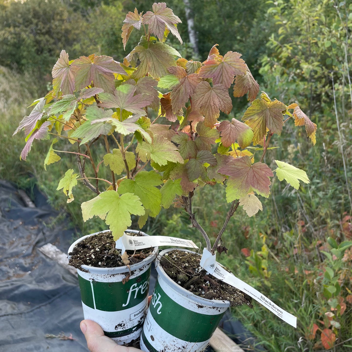 Groseille noire (Ribes nigrum 'Blackdown')